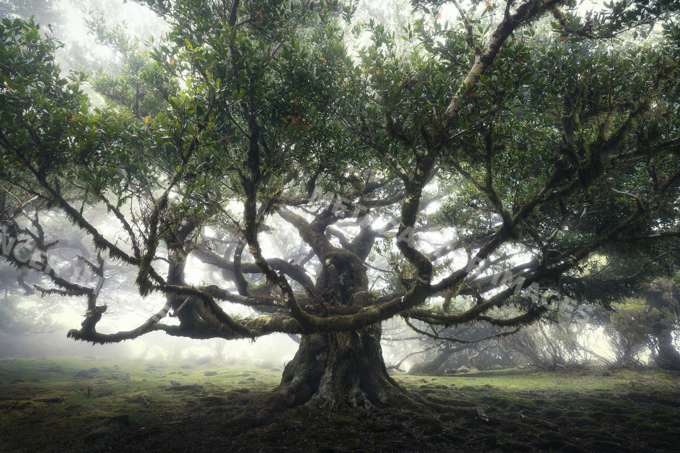 A large laurel tree stands with mossy branches
