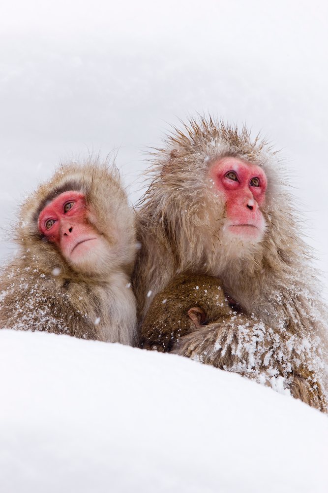 Japanese macaques sitting in snow, japan