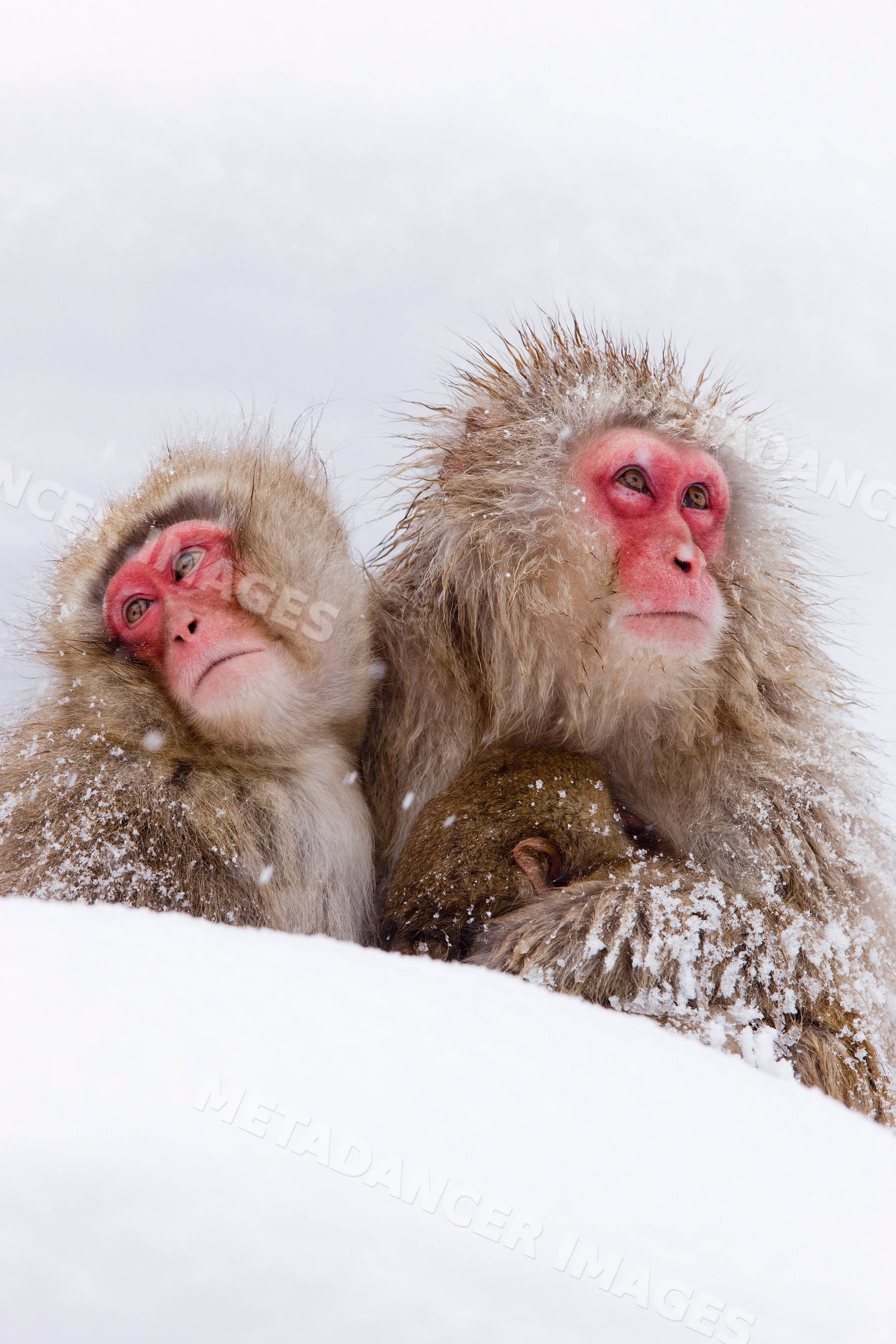 Japanese macaques sitting in snow, japan