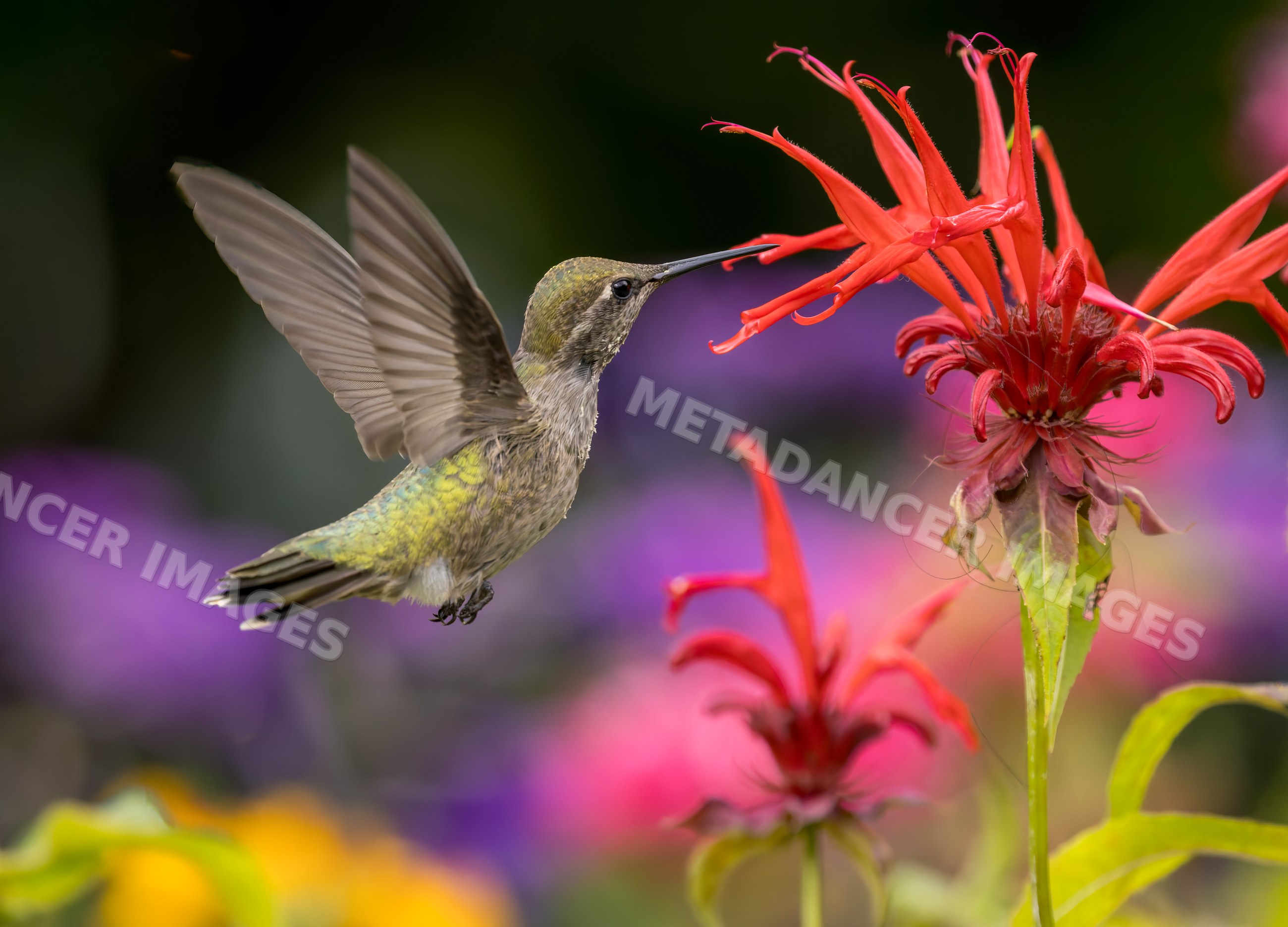 Hummingbird feeding on red flower nectar in garden