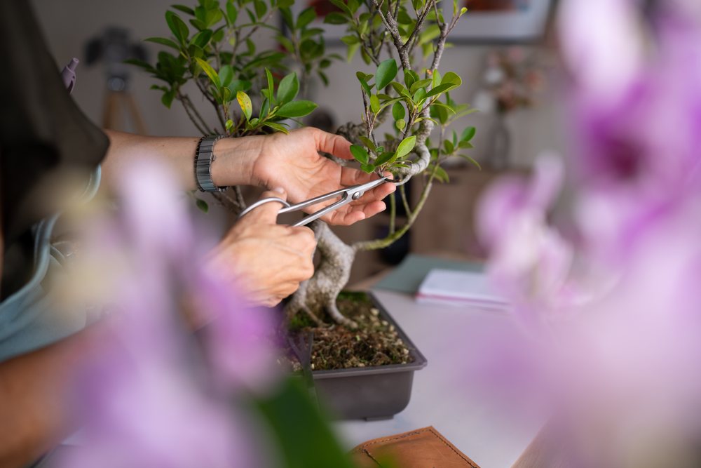 Hands pruning bonsai tree indoors with scissors on table
