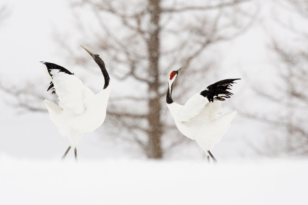 Red crowned cranes dancing in snowy hokkaido, japan