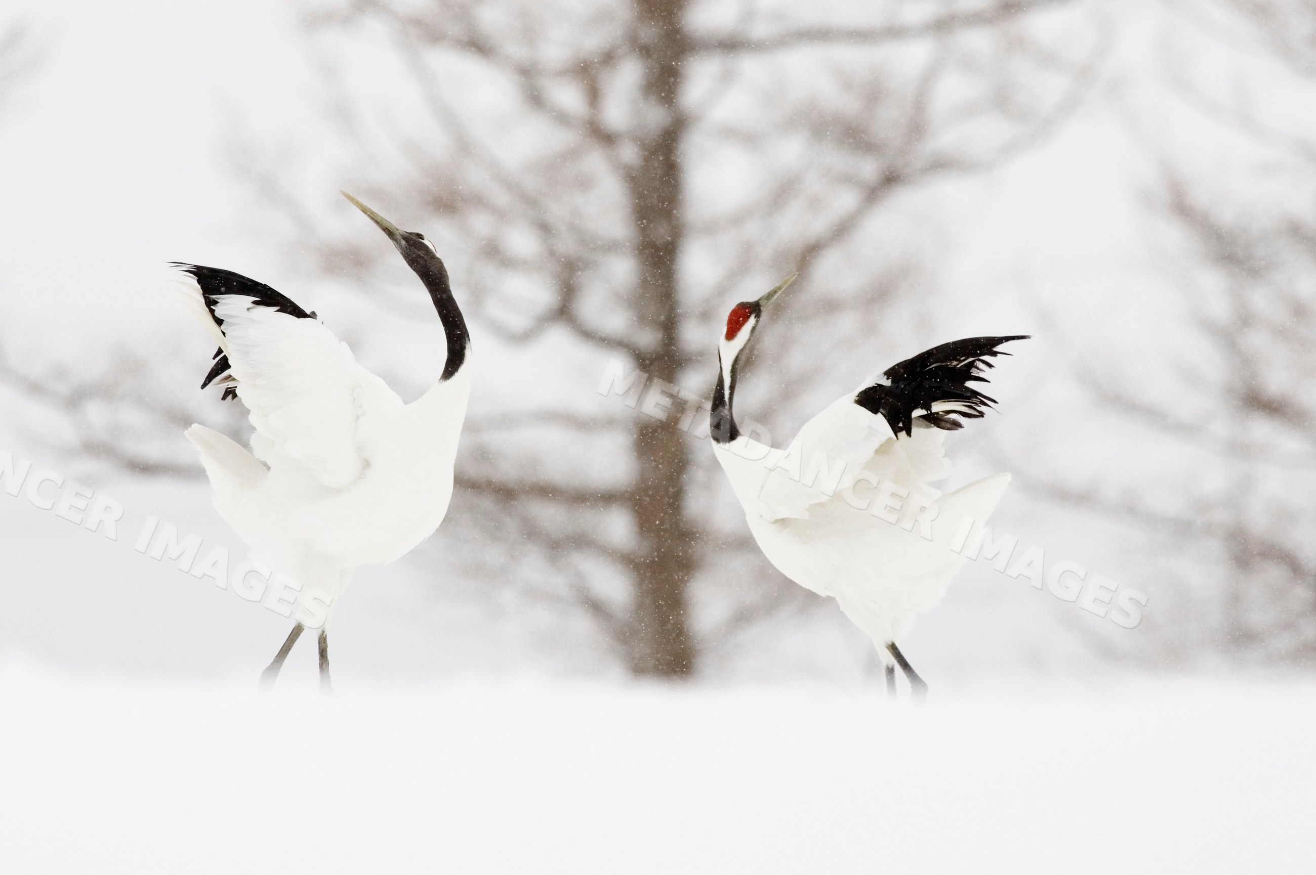 Red crowned cranes dancing in snowy hokkaido, japan