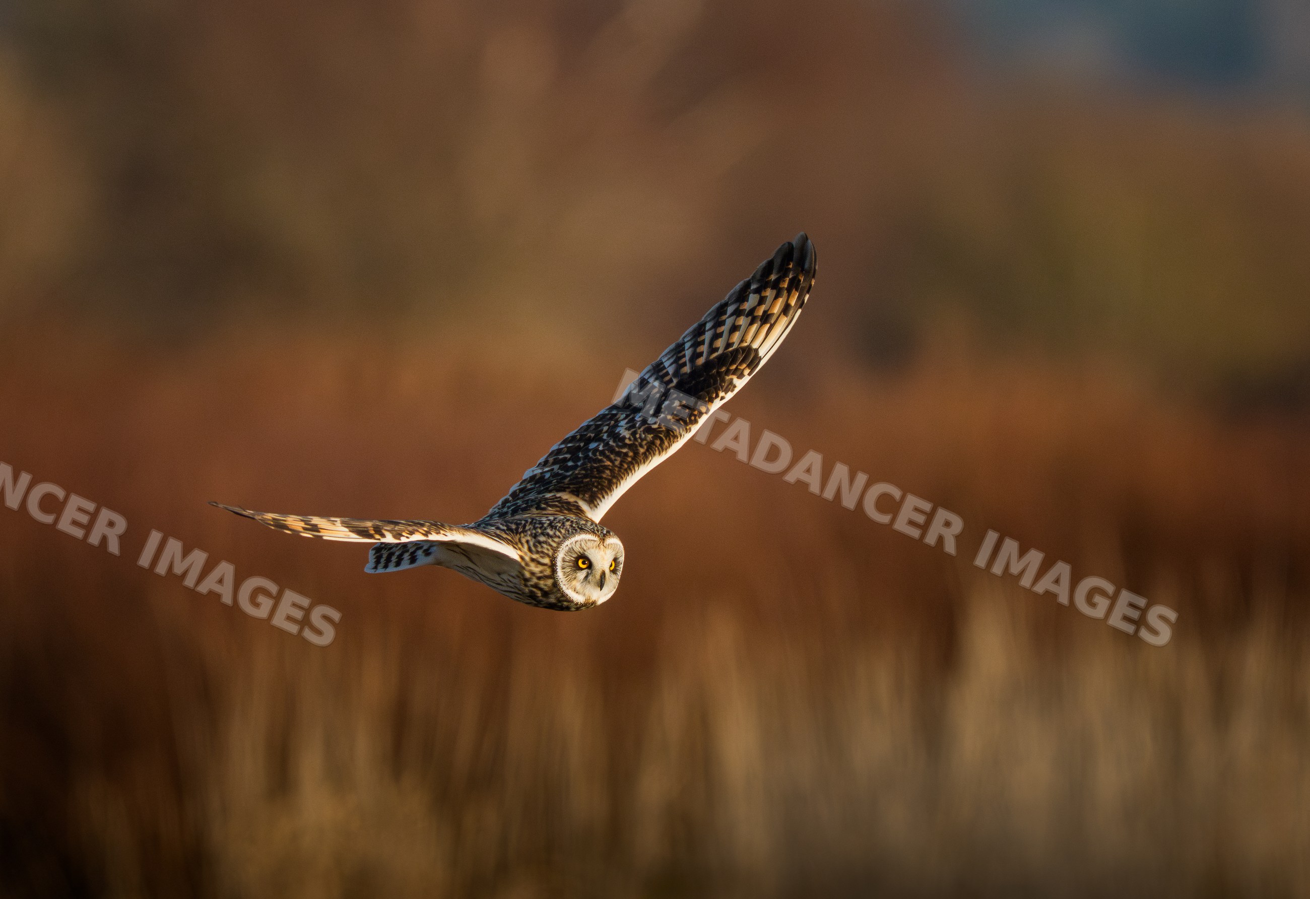 Short-eared owl flying low over grassland