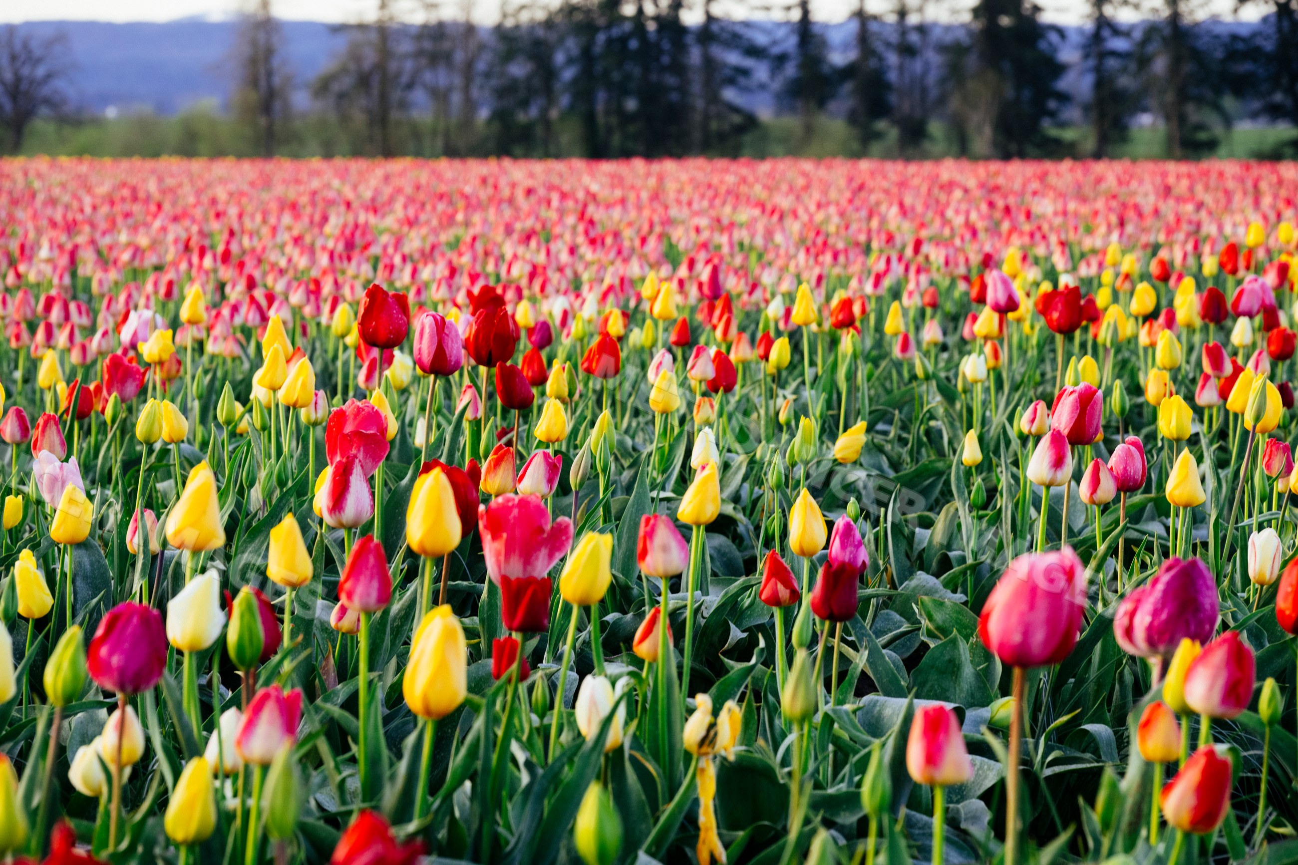 Blooming tulip flower field with vibrant spring colors