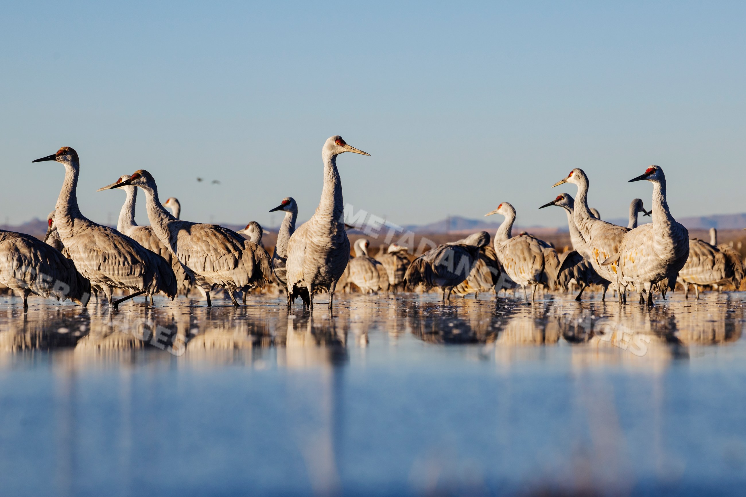 Sandhill Cranes standing in wetland at ladd s gordon waterfowl complex