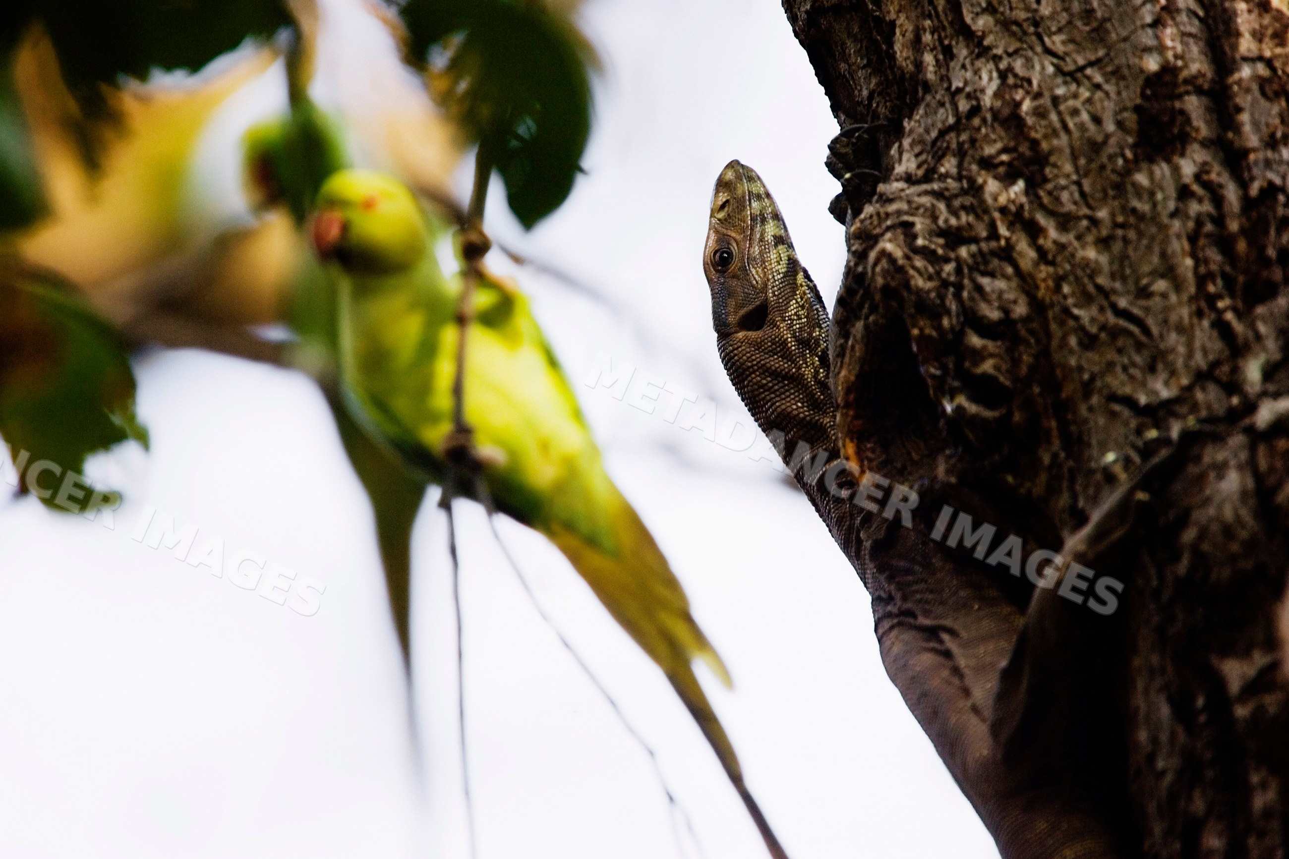 Lizard on tree trunk near green parrot perched on branch
