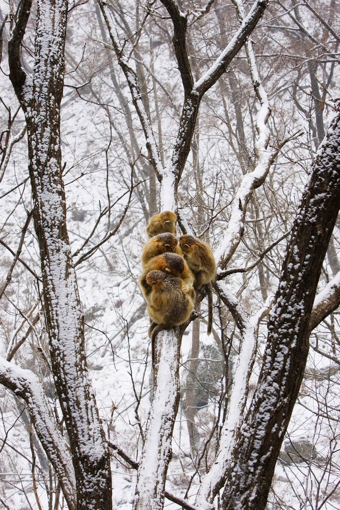 Golden monkeys huddled on snow-covered tree