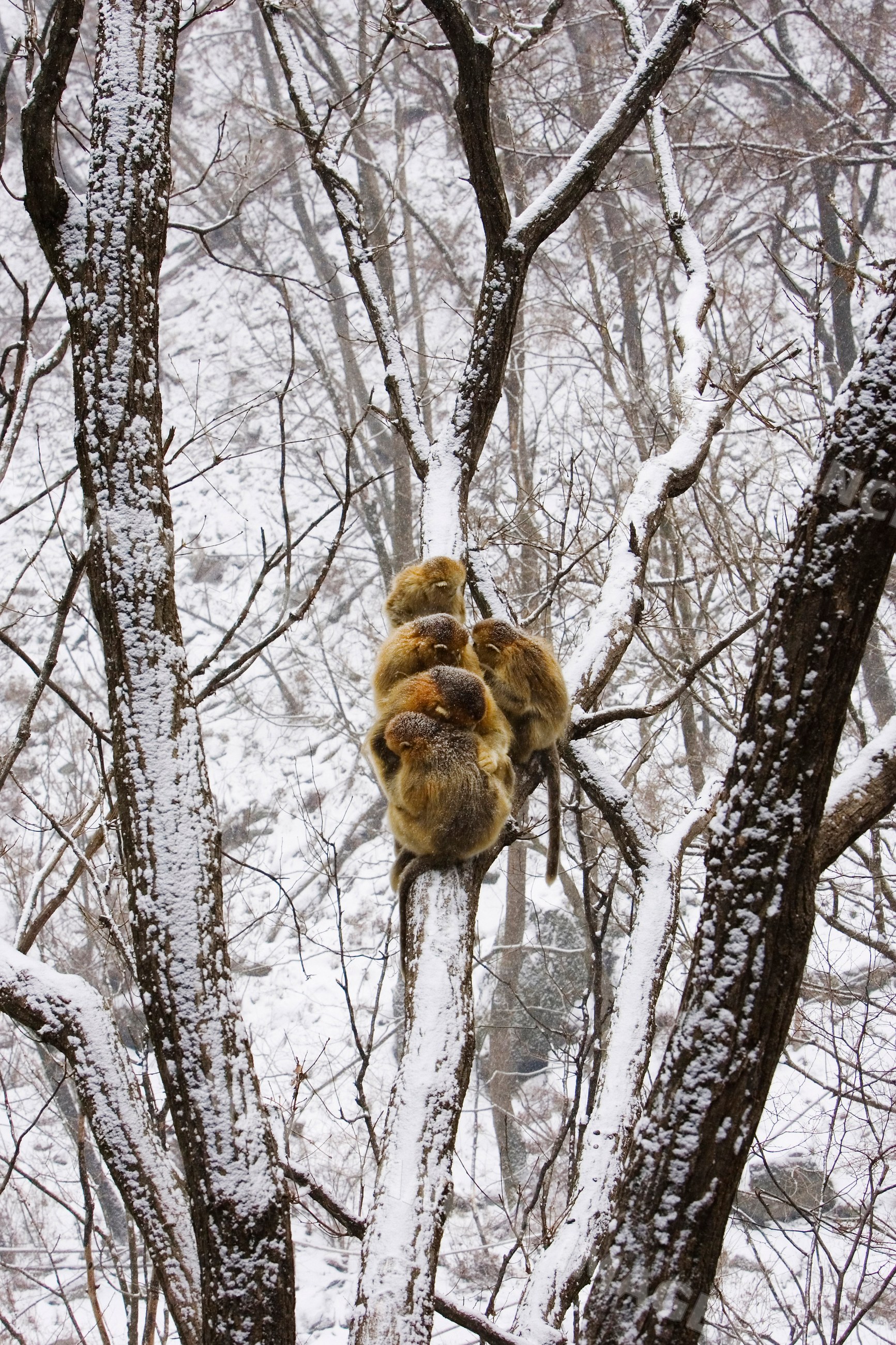 Golden monkeys huddled on snow-covered tree