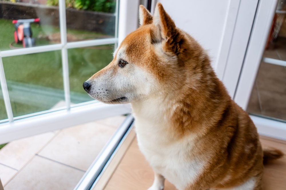 Shiba inu dog looking out window inside house