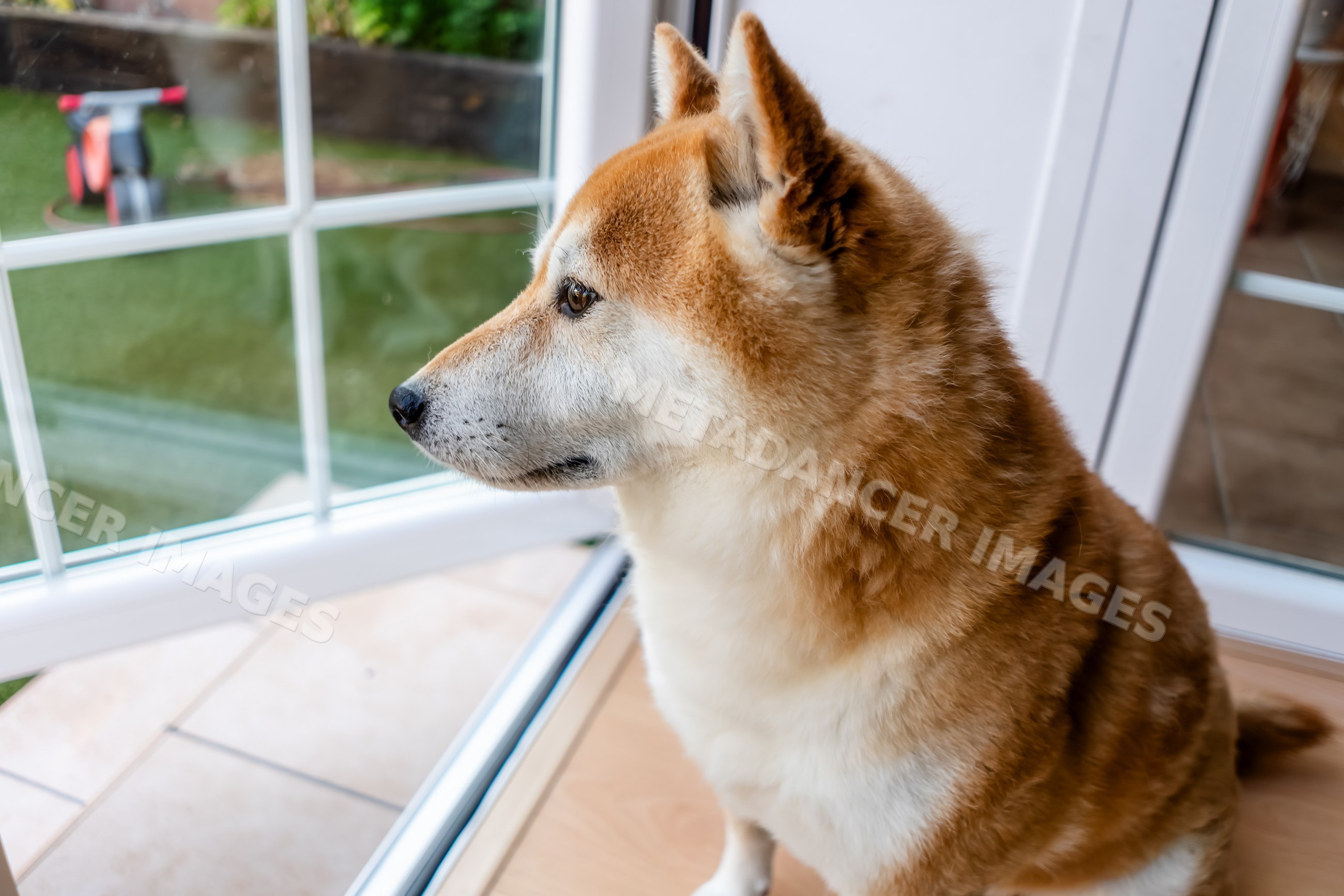 Shiba inu dog looking out window inside house