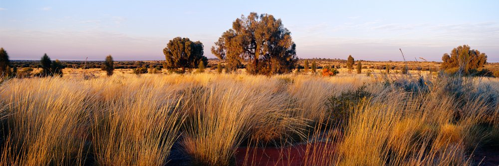 Desert oaks and spinifex grass grassland