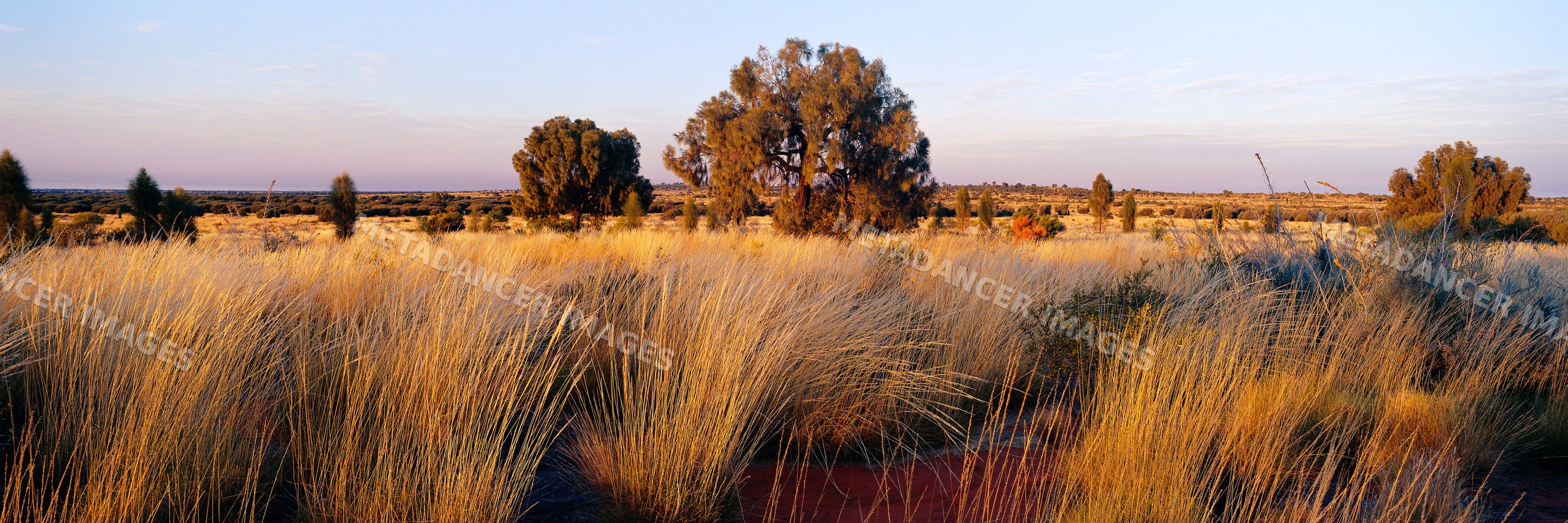 Desert oaks and spinifex grass grassland