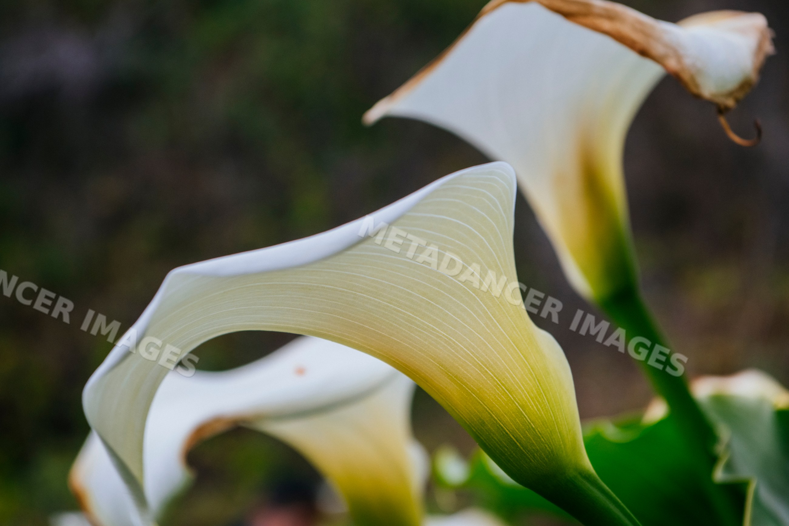 Calla lily flowers blooming in garden