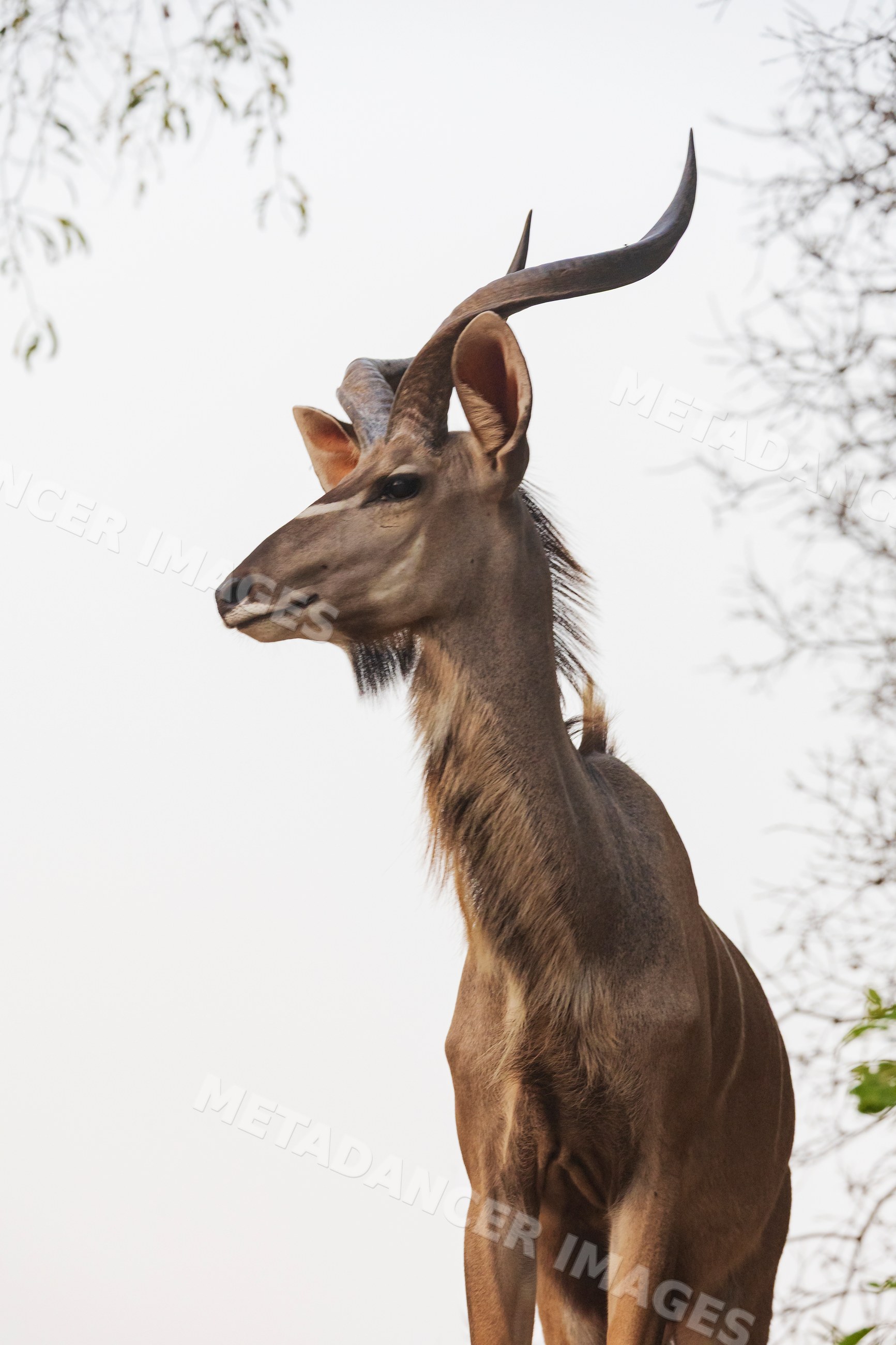 Kudu Antelope in South Luangwa national park Zambia