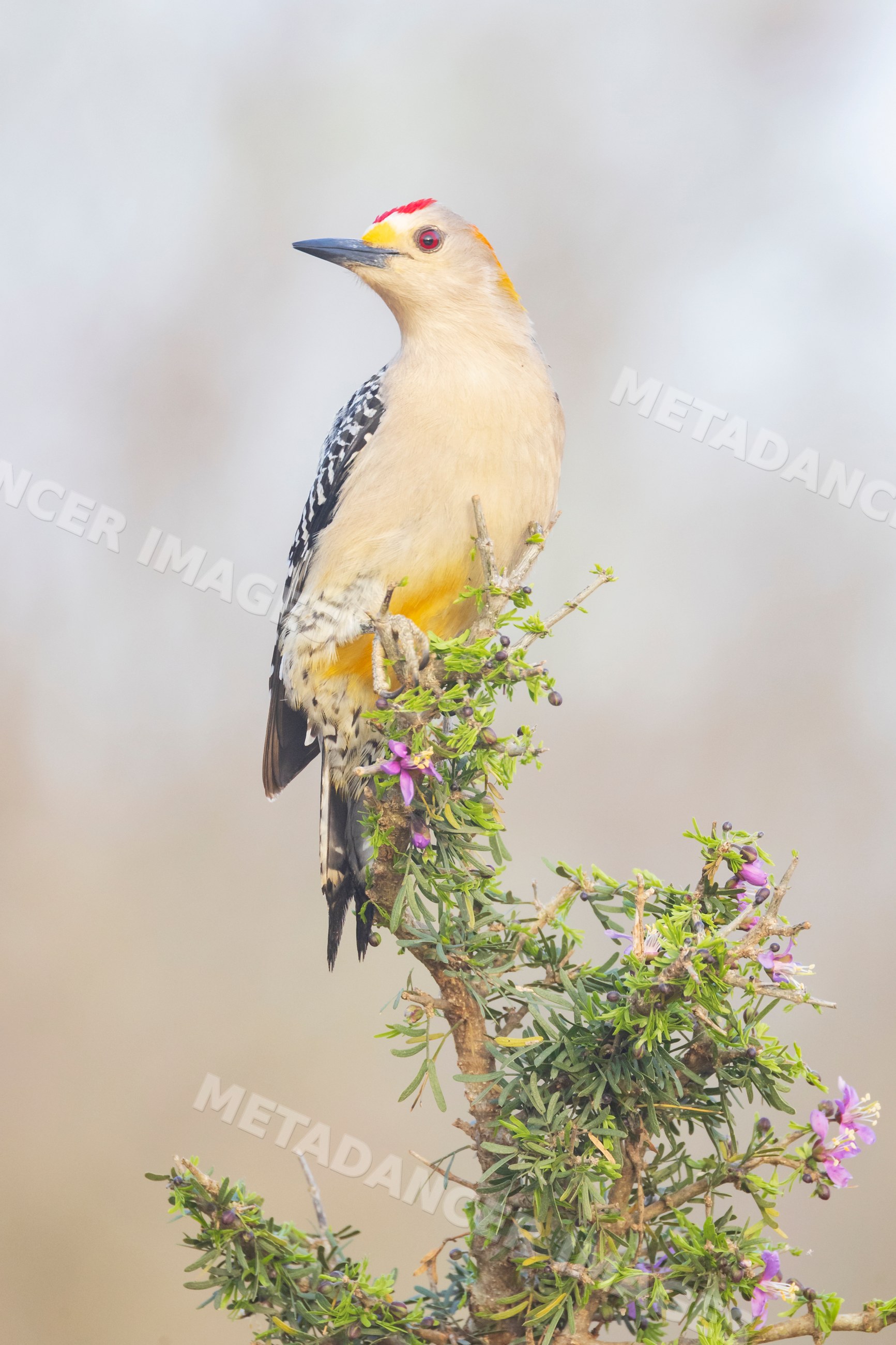 Golden-Fronted Woodpecker perched on branch in santa clara ranch texas