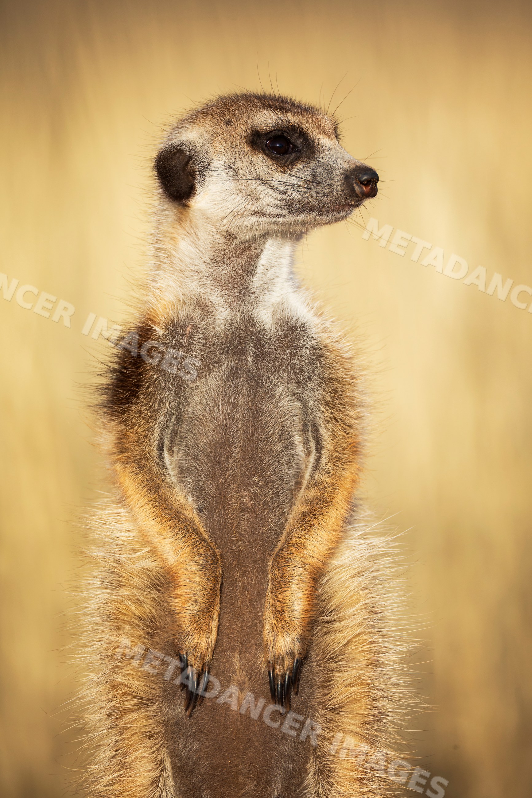 Meerkat portrait in natural habitat at kalahari research center