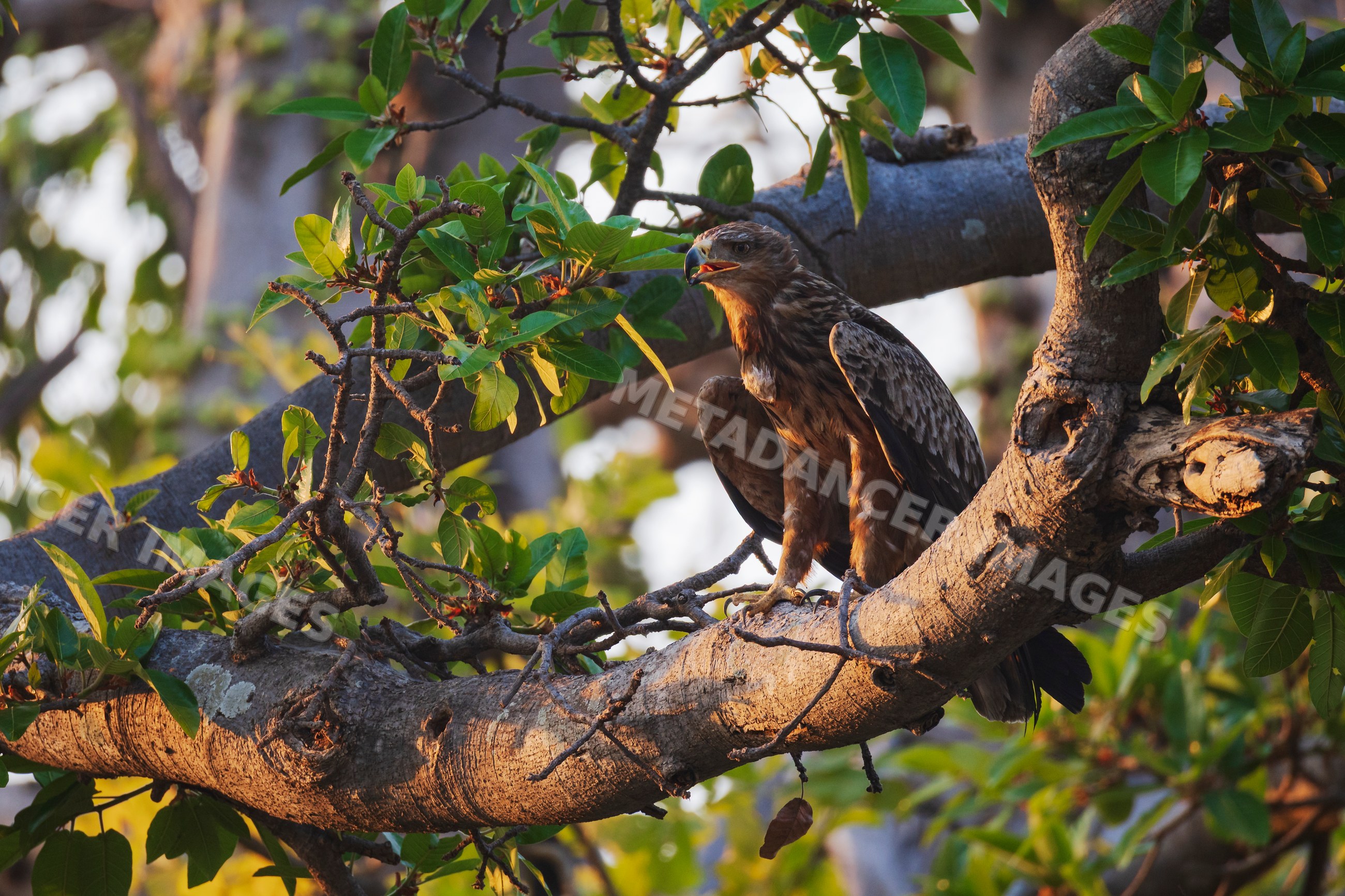 Tawny Eagle perched on Sausage Tree branch in a park