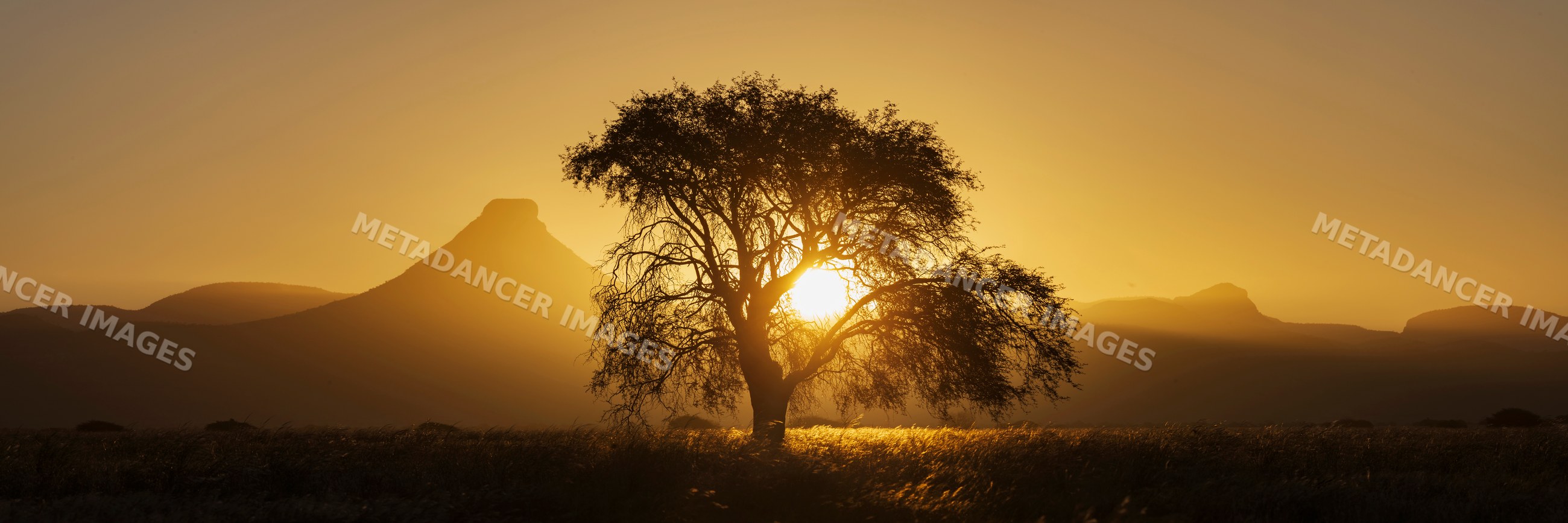 Blackthorn Acacia tree silhouette at Sunset in Namibia