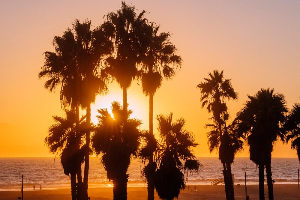 Sunset with palm trees at Santa Monica beach
