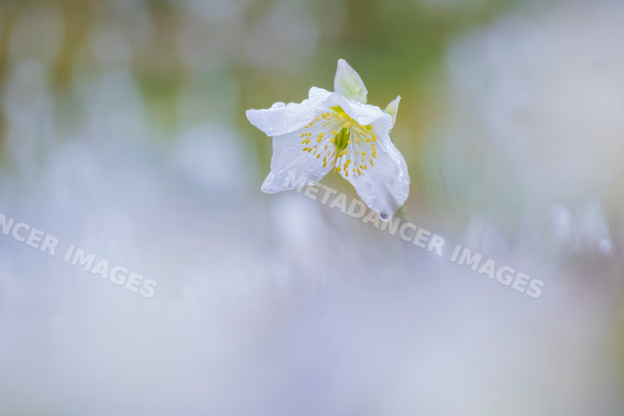 Black Hellebore flower blooming in krnica valley, Slovenia