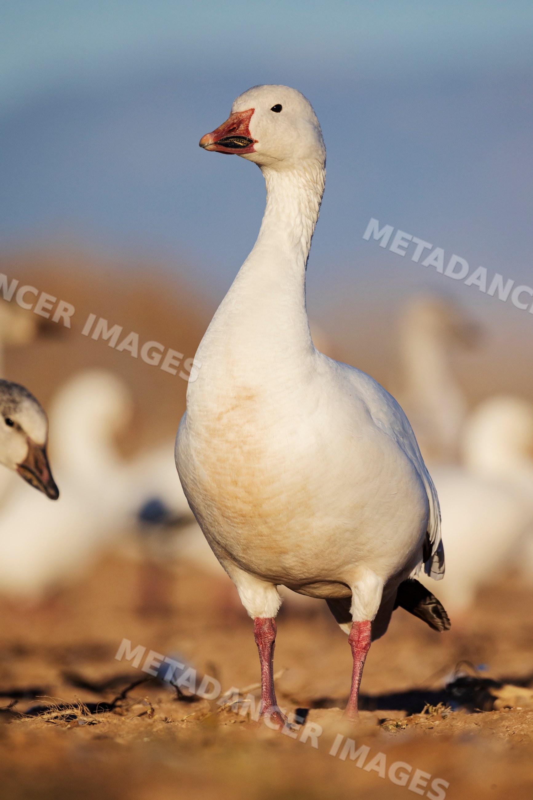 Snow Goose standing in natural habitat at waterfowl complex