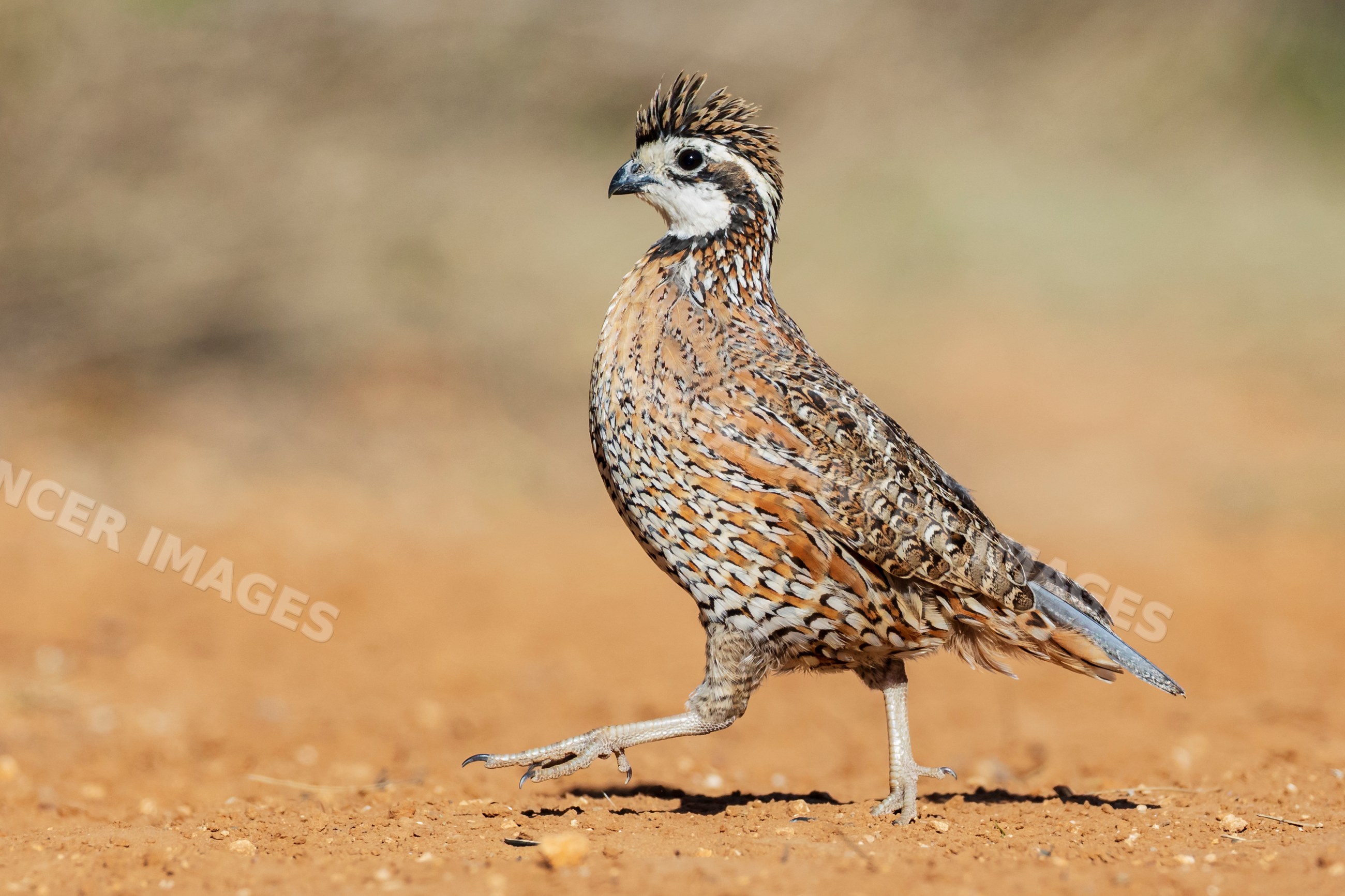 Bobwhite Quail walking on dry ground in texas ranch