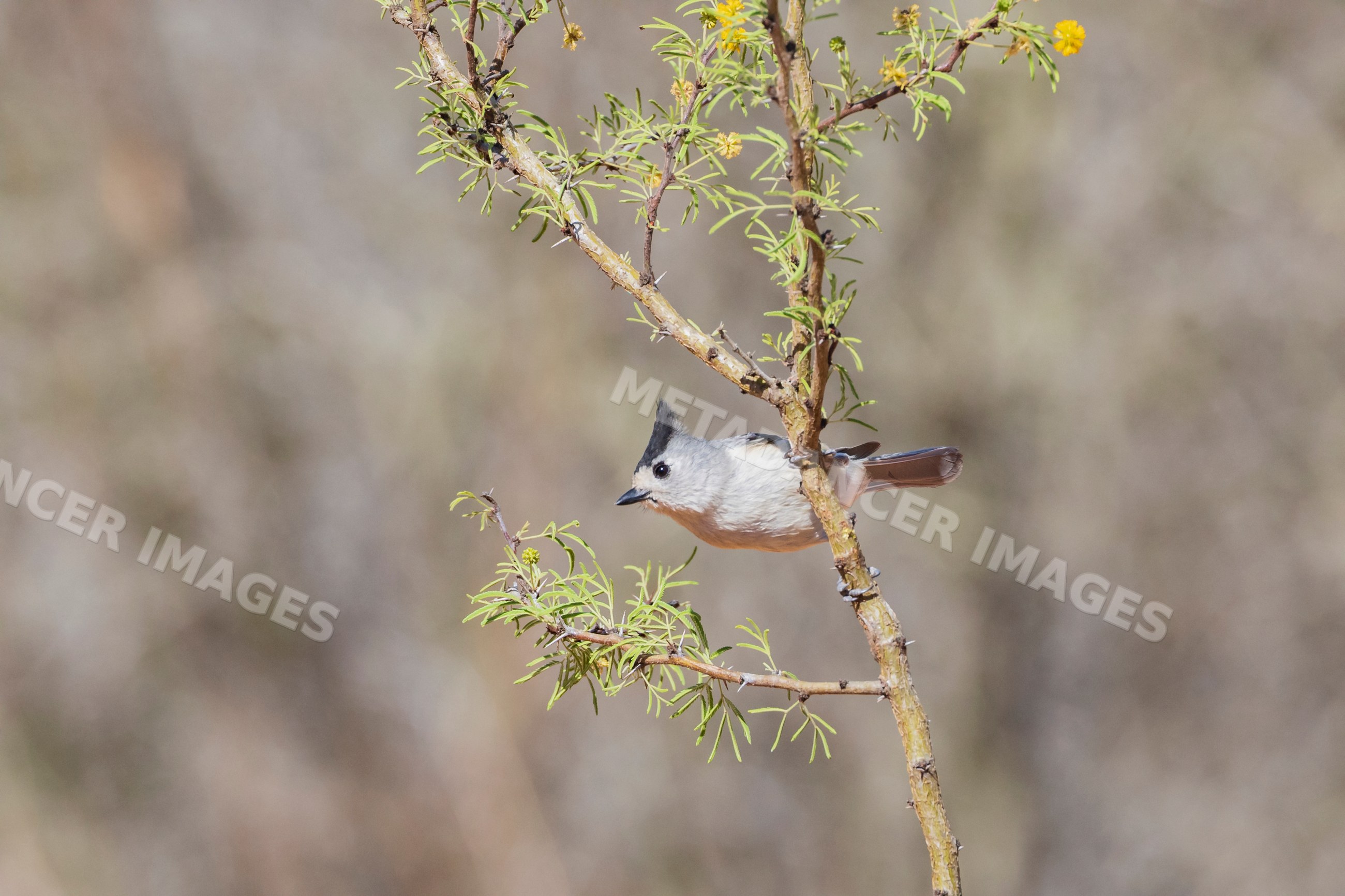 Black-Crested Titmouse perched on thorny branch in santa clara ranch
