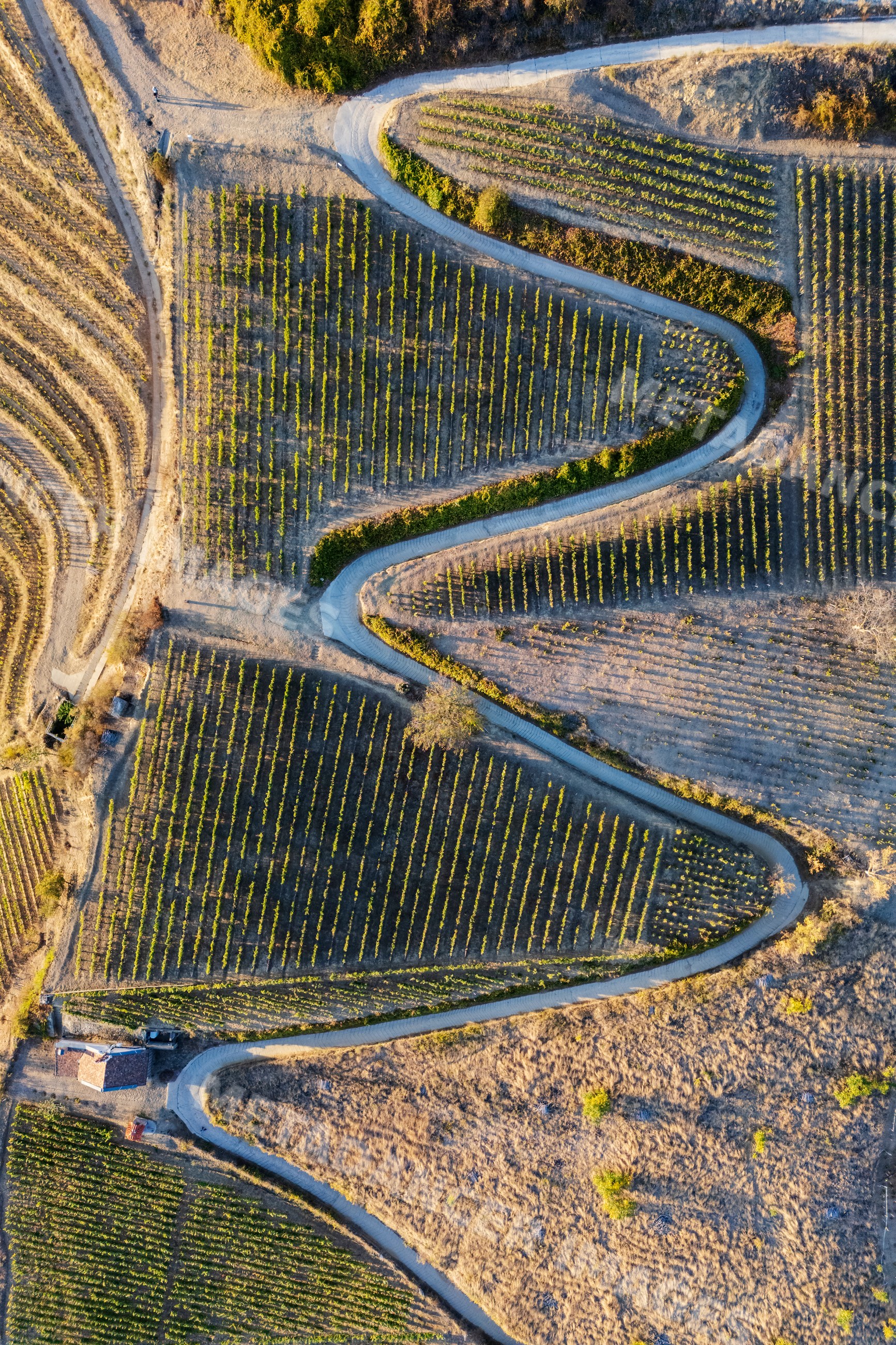 Winding road through Vineyards in tokaj, Hungary