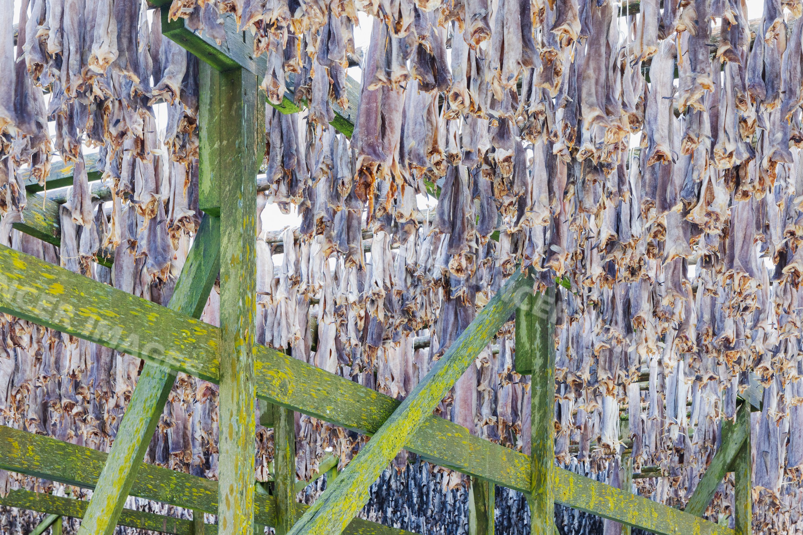 Cod drying on Wooden Racks in henningsvaer, Lofoten, Norway