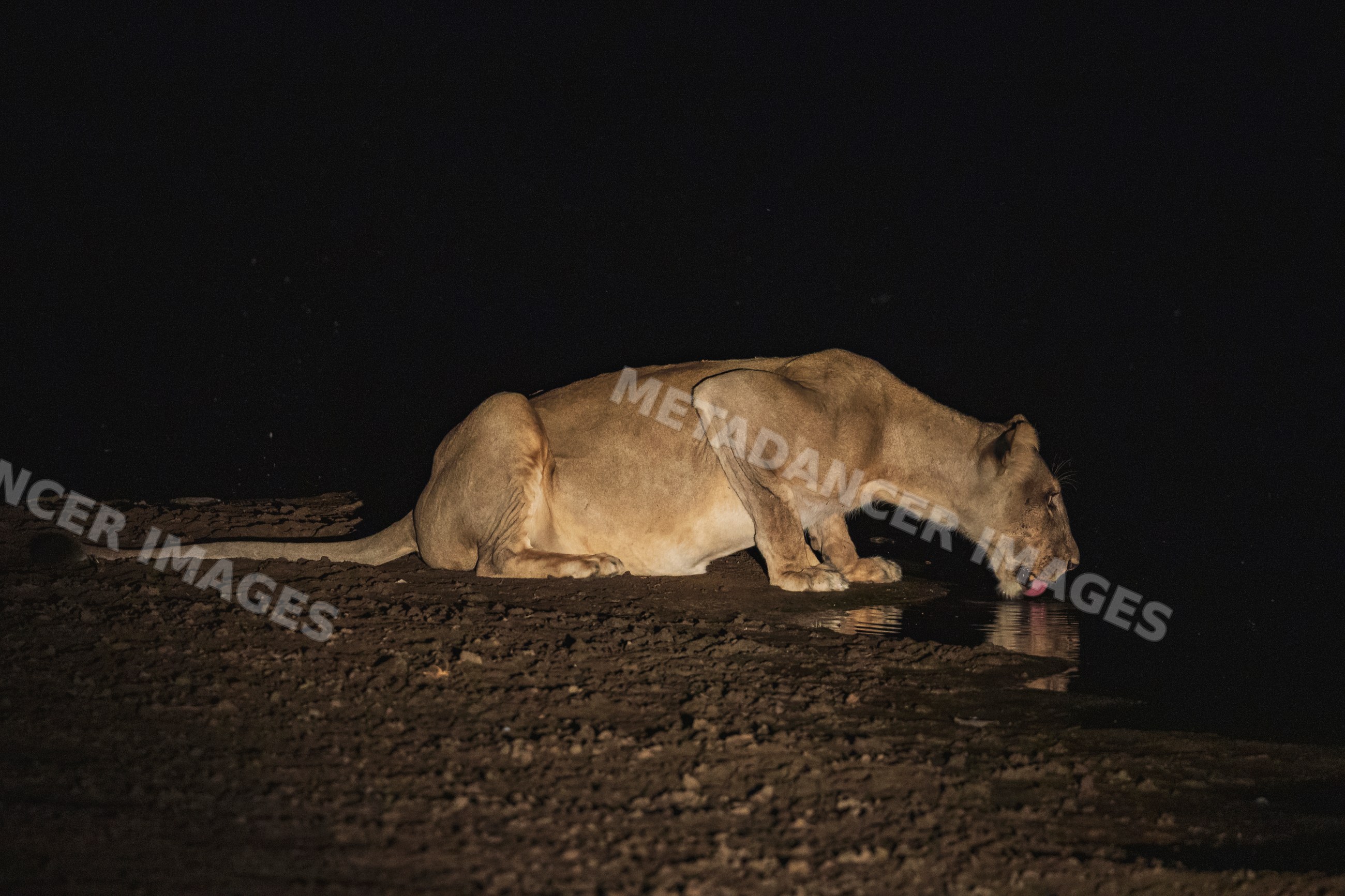 Lioness drinking water at night in South Luangwa national park, Zambia