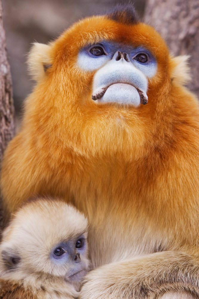 Mother and young golden monkey, shaanxi province