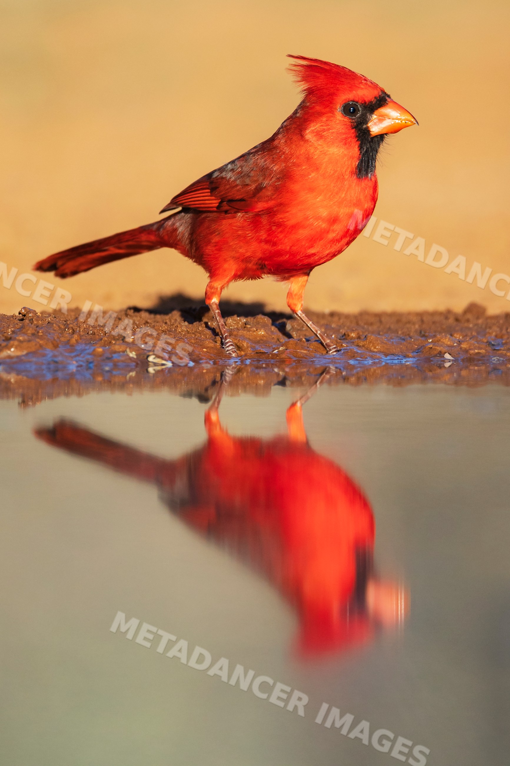 Northern cardinal by waterhole at santa clara ranch, texas