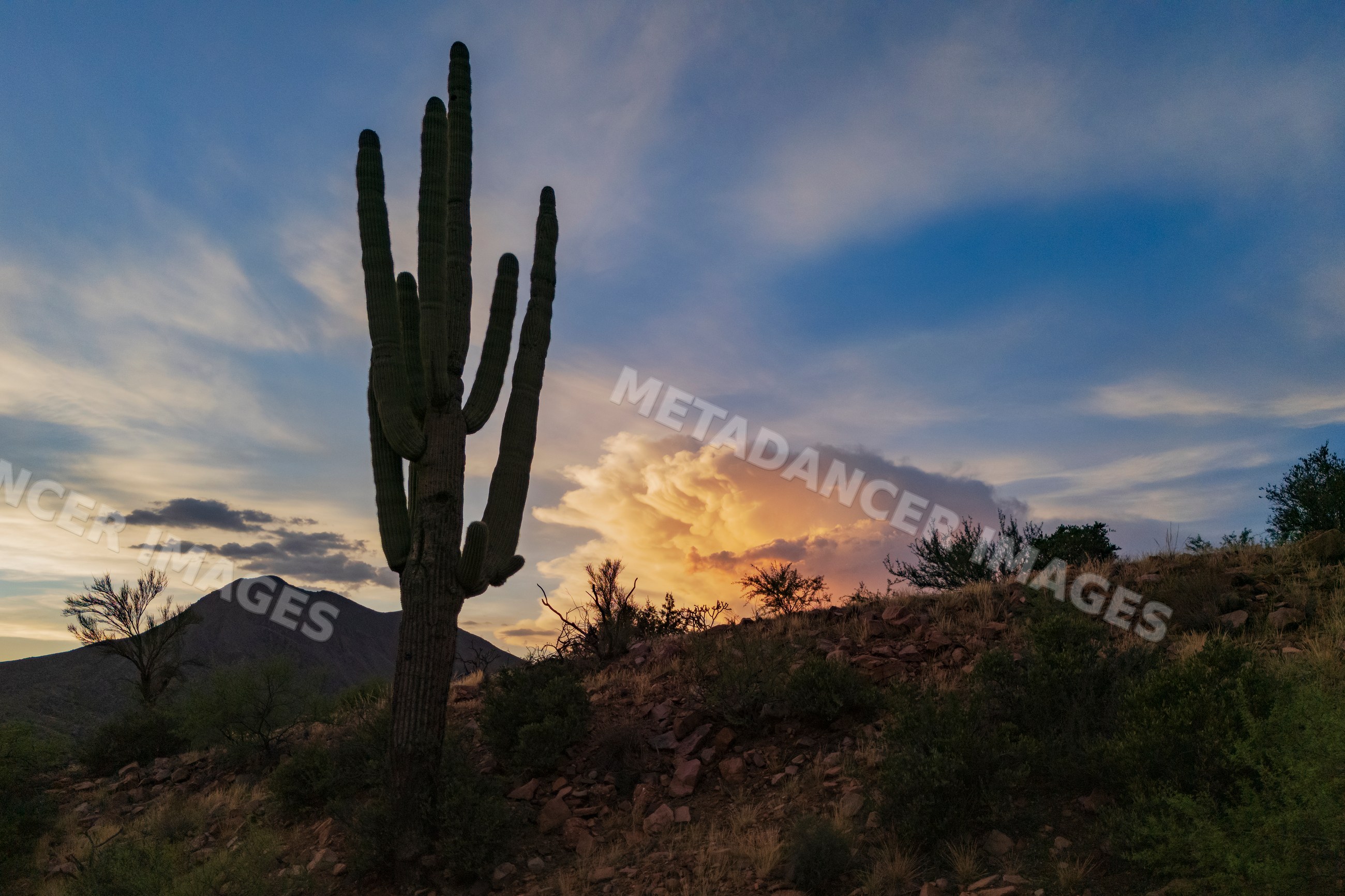 Saguaro Cactus silhouette with Storm and salt River Peak