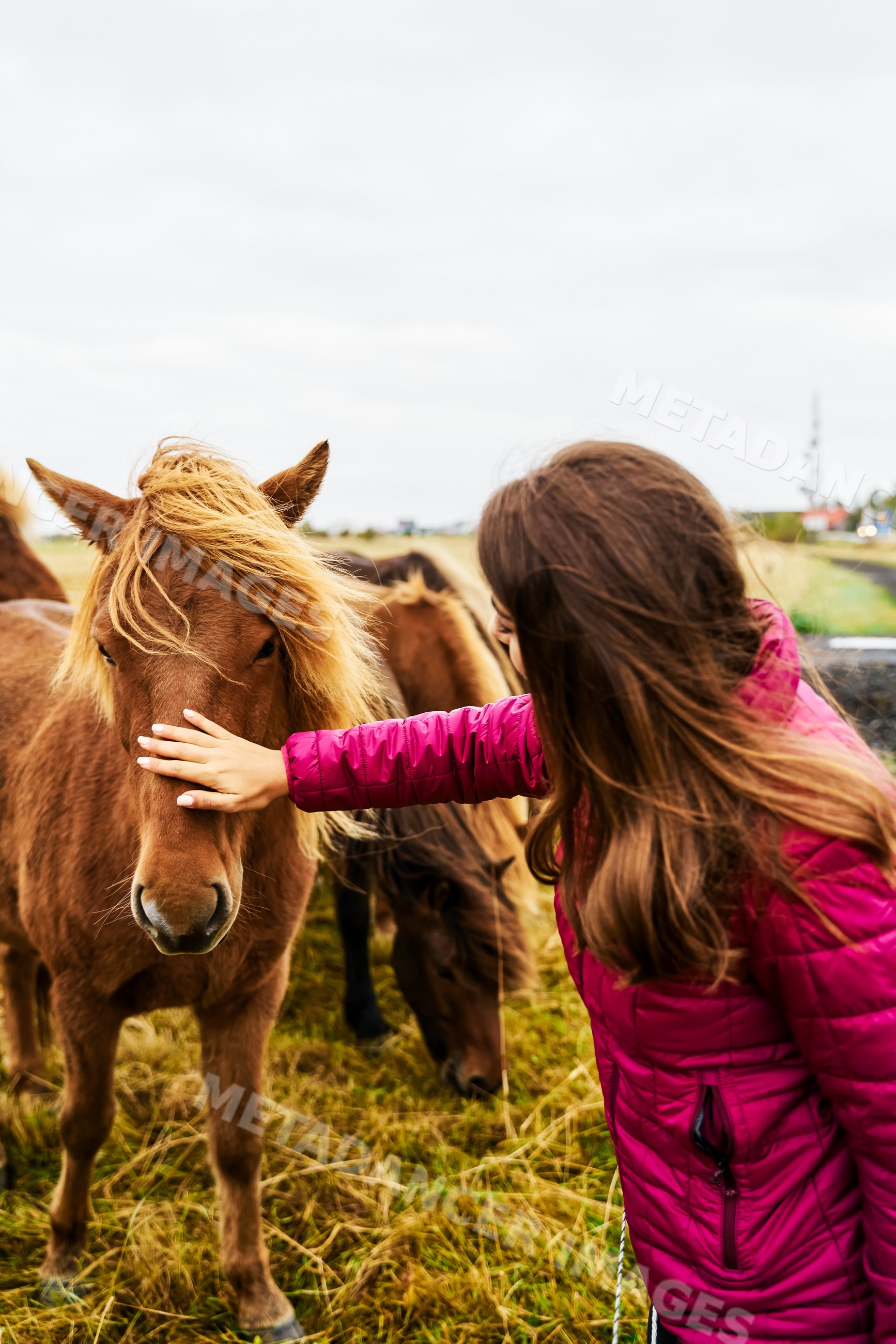 White Woman gently pets a horse in a grassy Iceland field