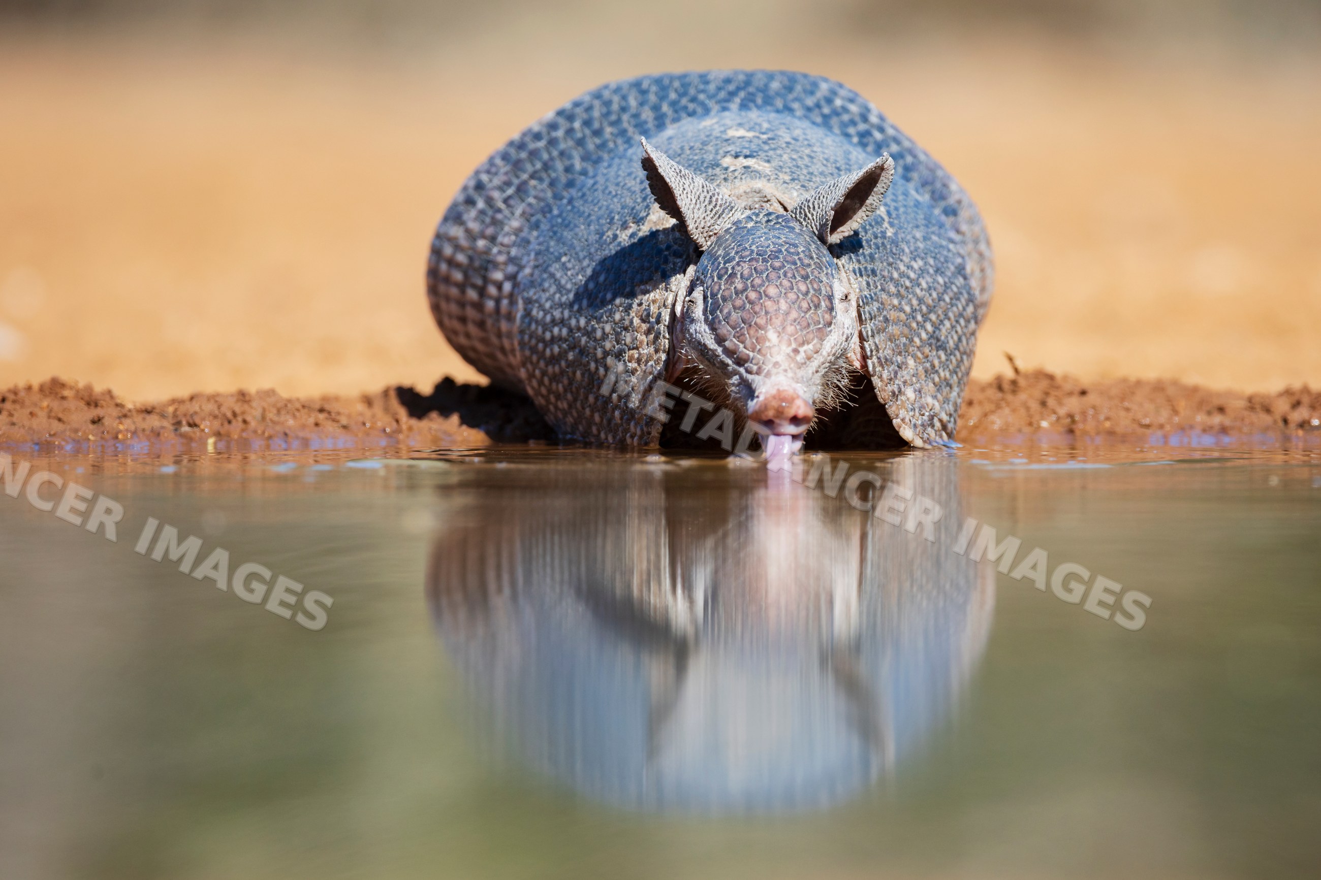 Armadillo drinking water at Waterhole in South Texas
