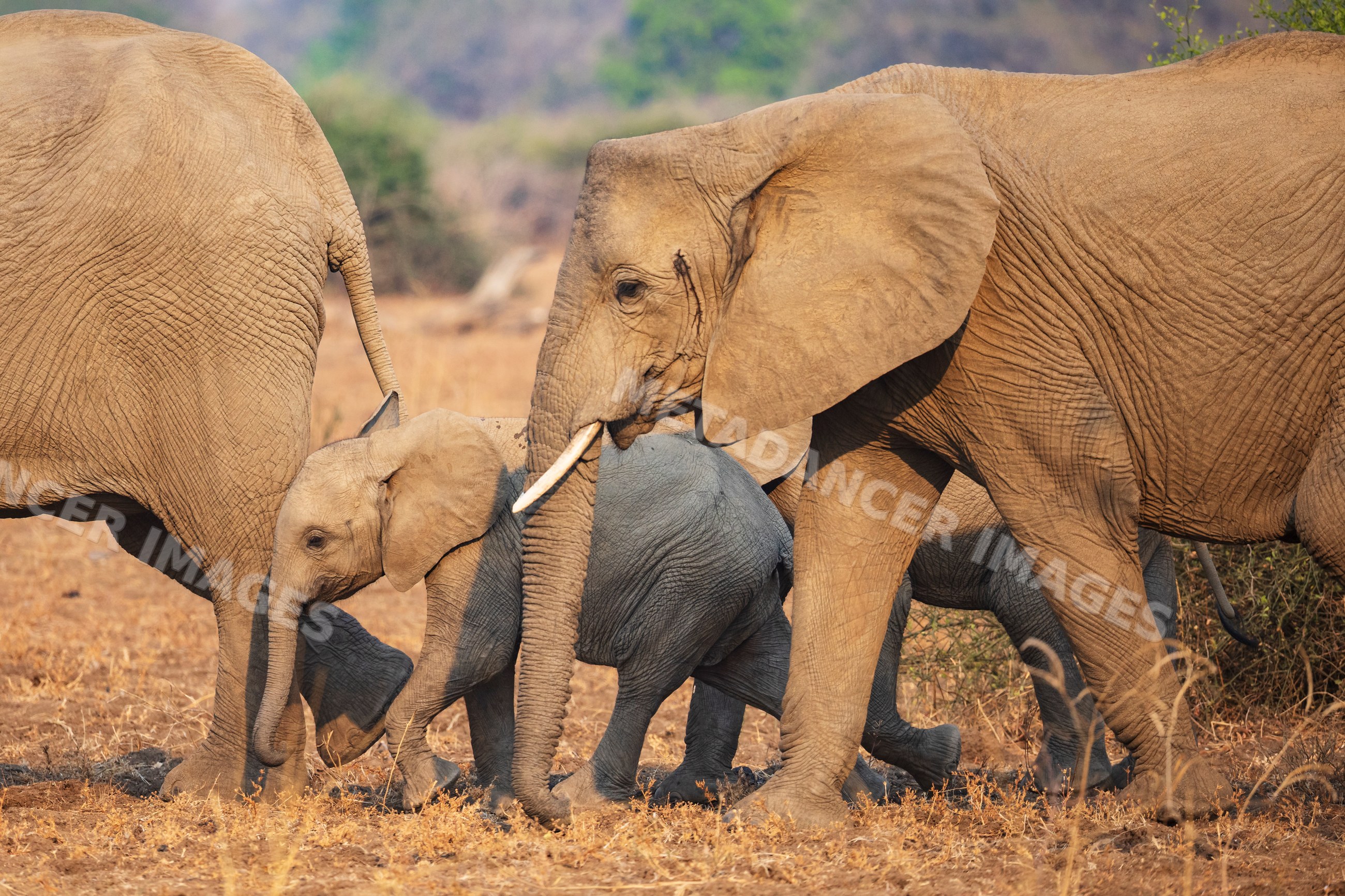 Elephant breeding herd walking in South Luangwa national park Zambia