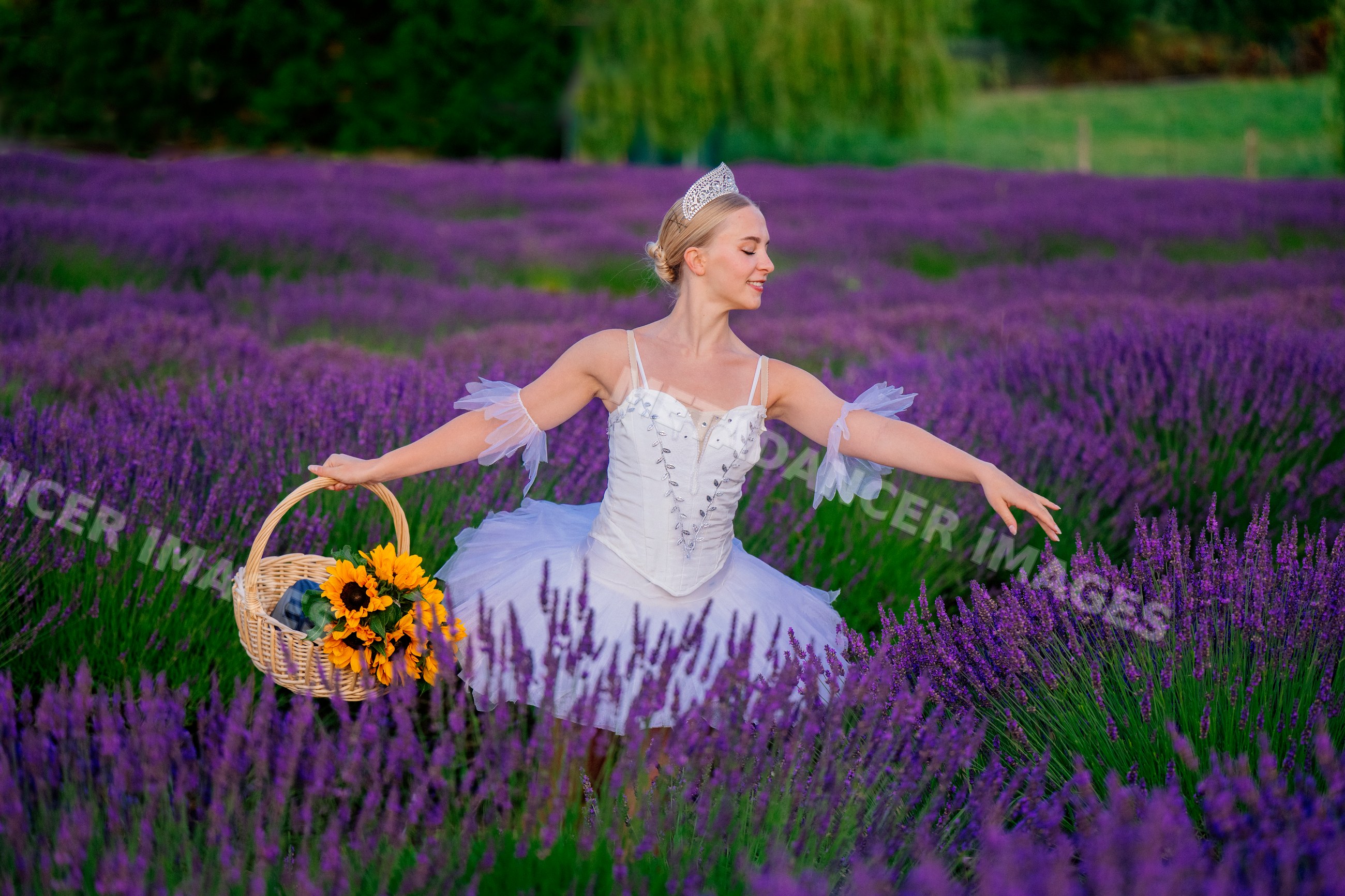 A ballerina dances gracefully in a lavender field in wa USA