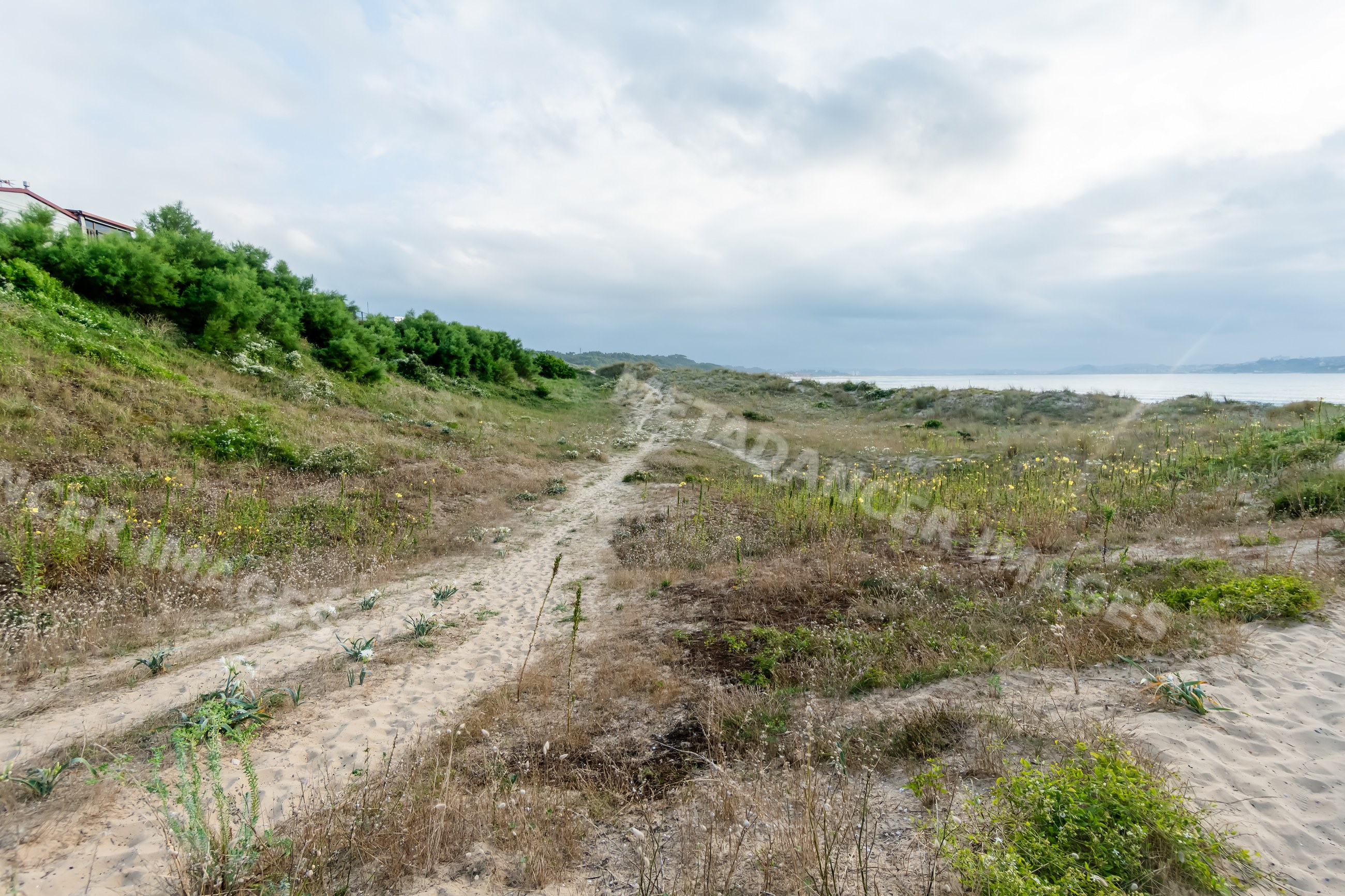 Coastal sandy path and grassy dunes by the sea