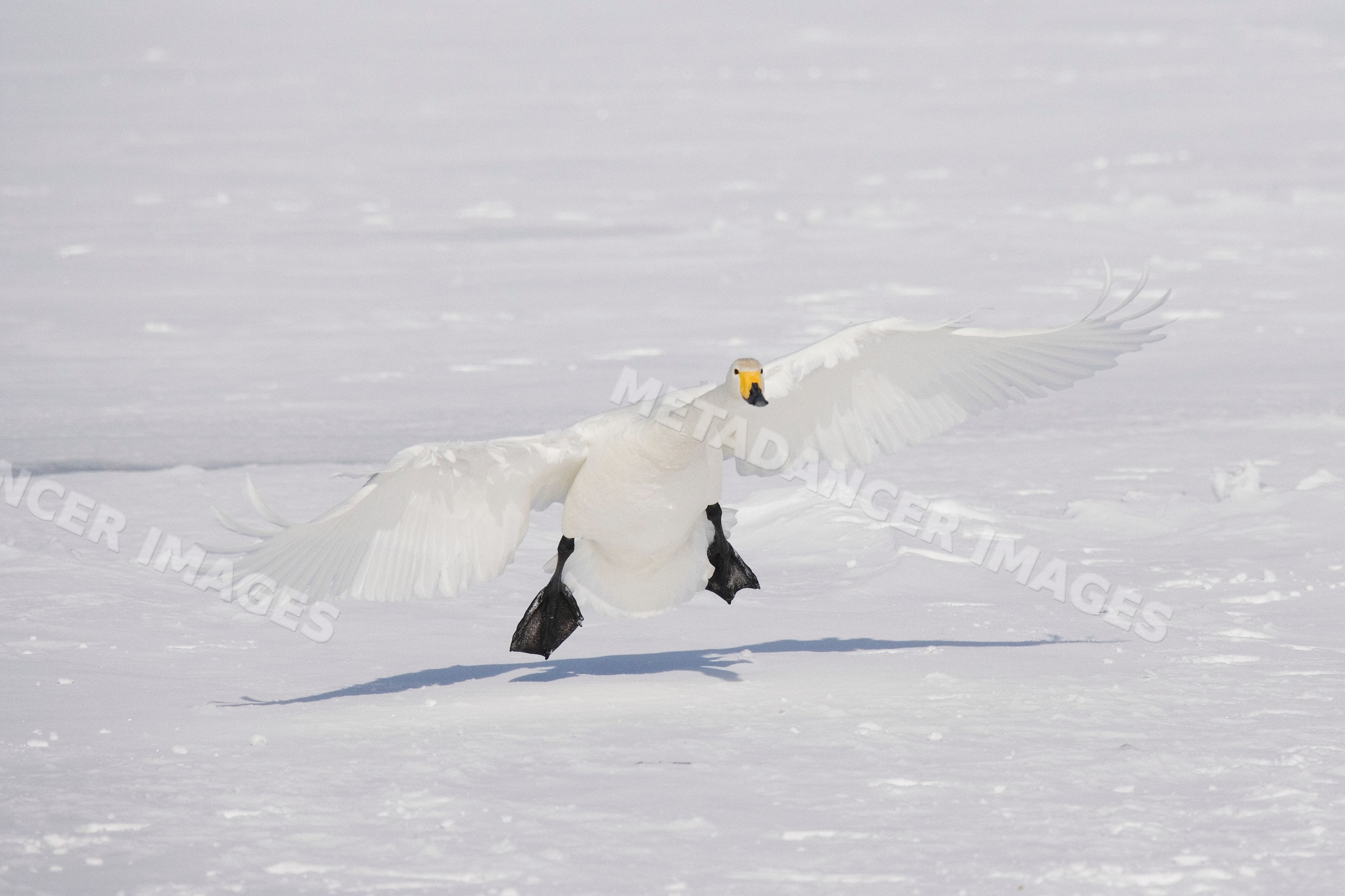 Whooper swan landing on frozen lake Japan winter wildlife