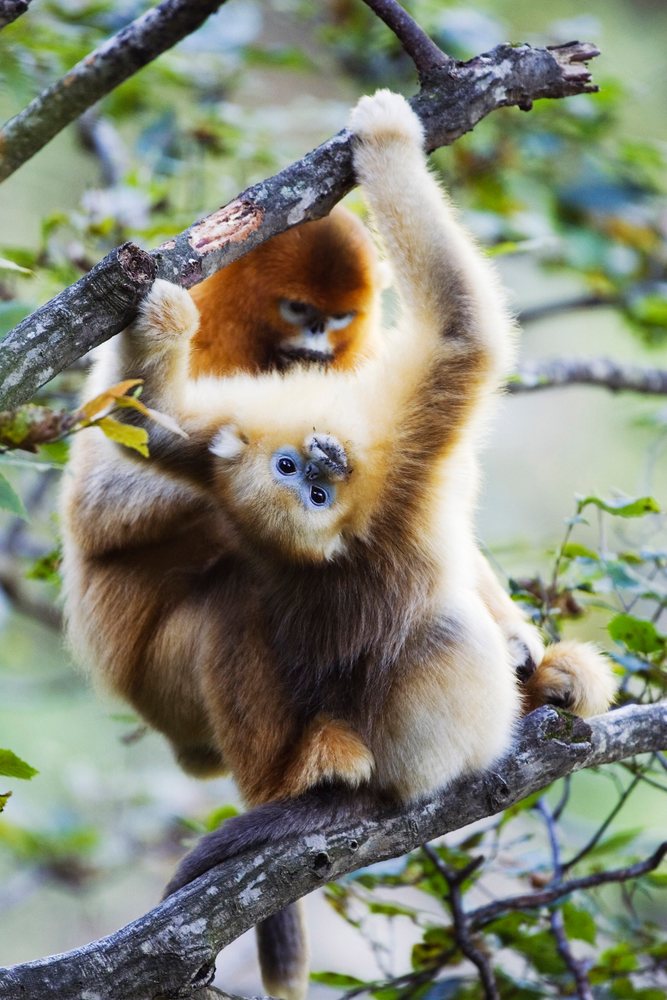 Golden monkeys perched on tree branches china