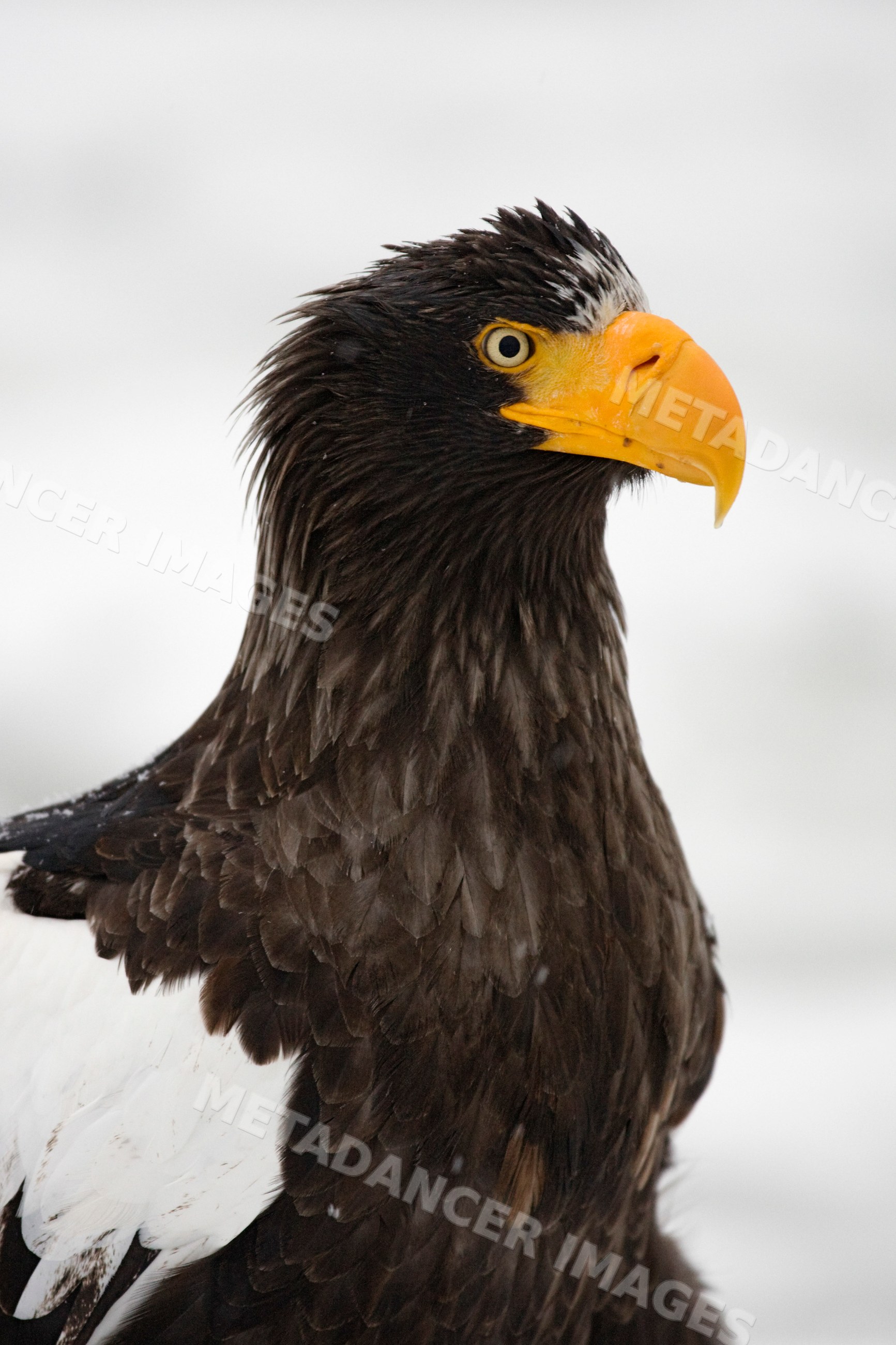 Steller's sea eagle close-up, japan