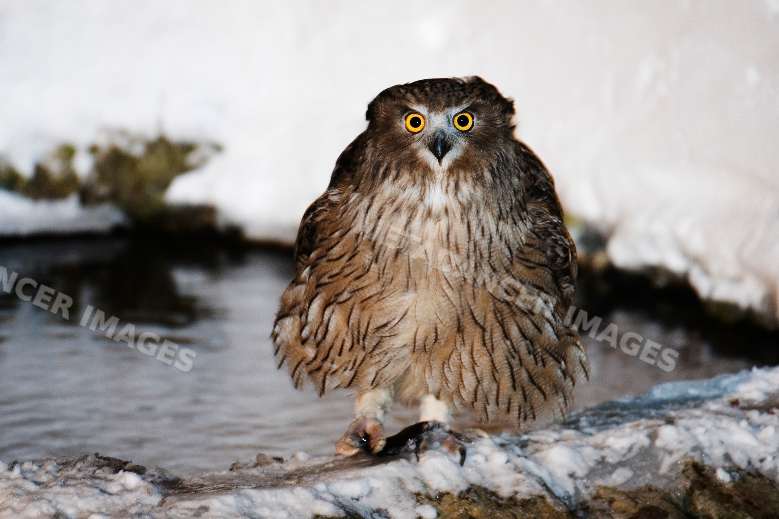 Blakiston's fish owl on snow by icy water Japan