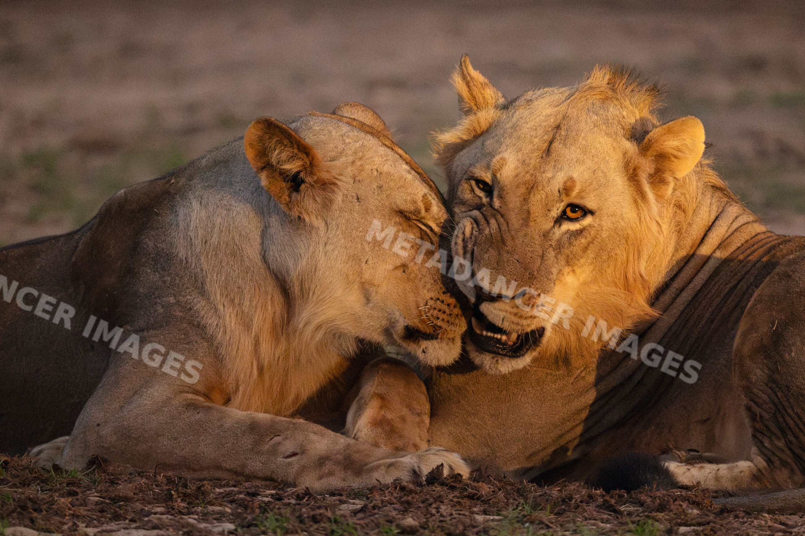 Lion coalition resting in Zambia's luangwa valley national park