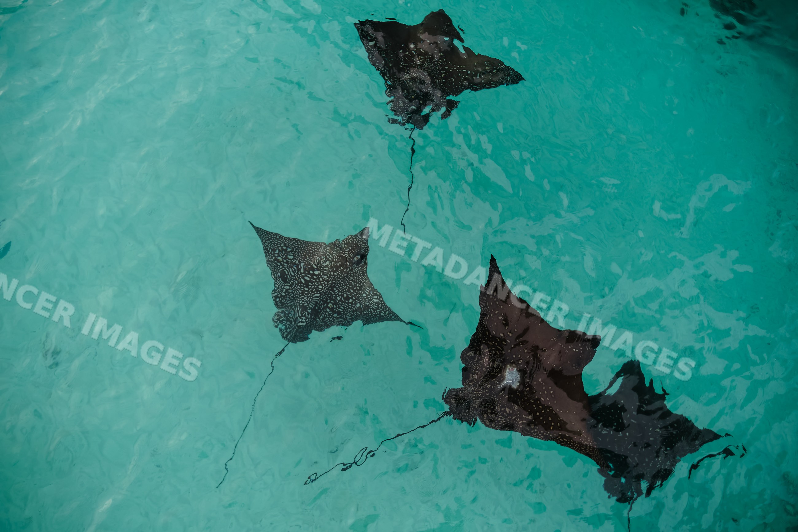 Spotted eagle rays swimming in clear waters of the Maldives