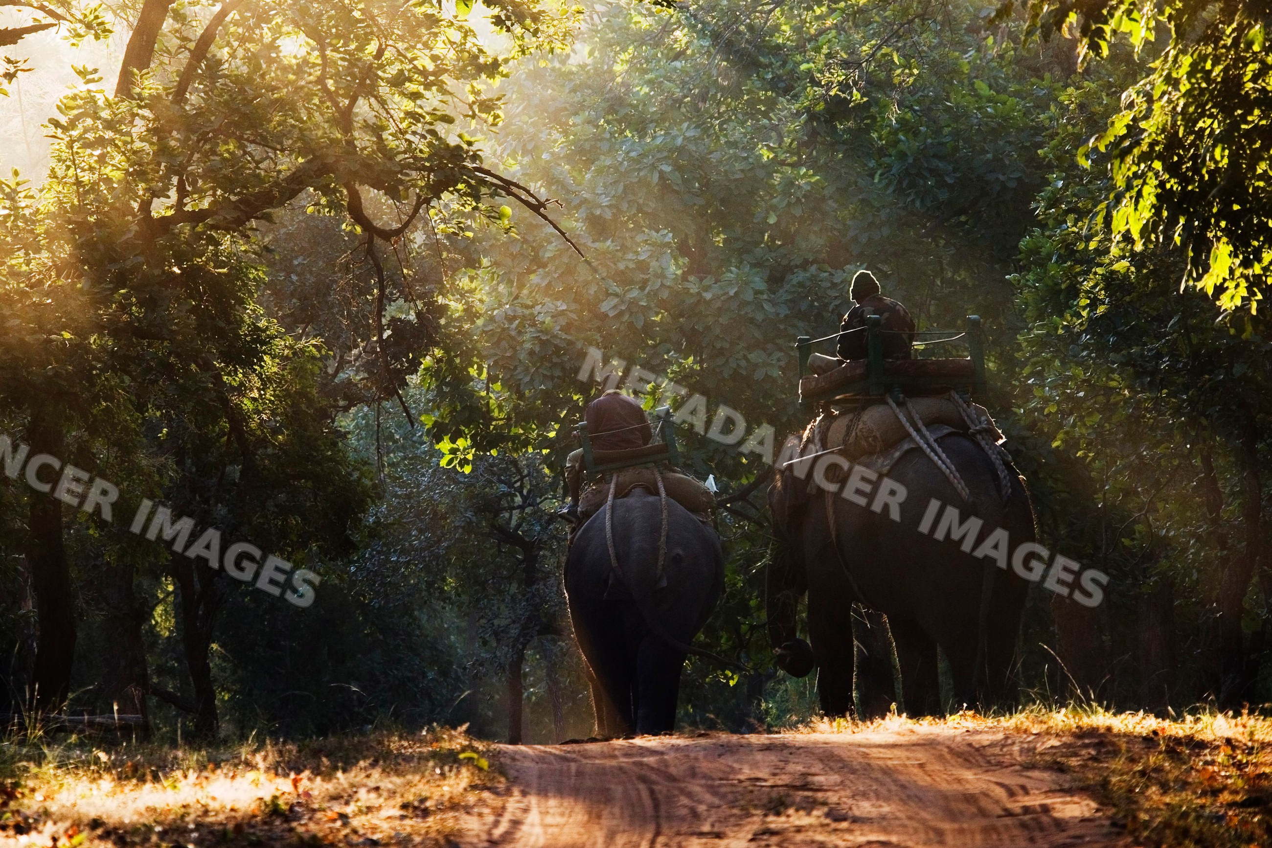 Elephants carrying riders on forest trail