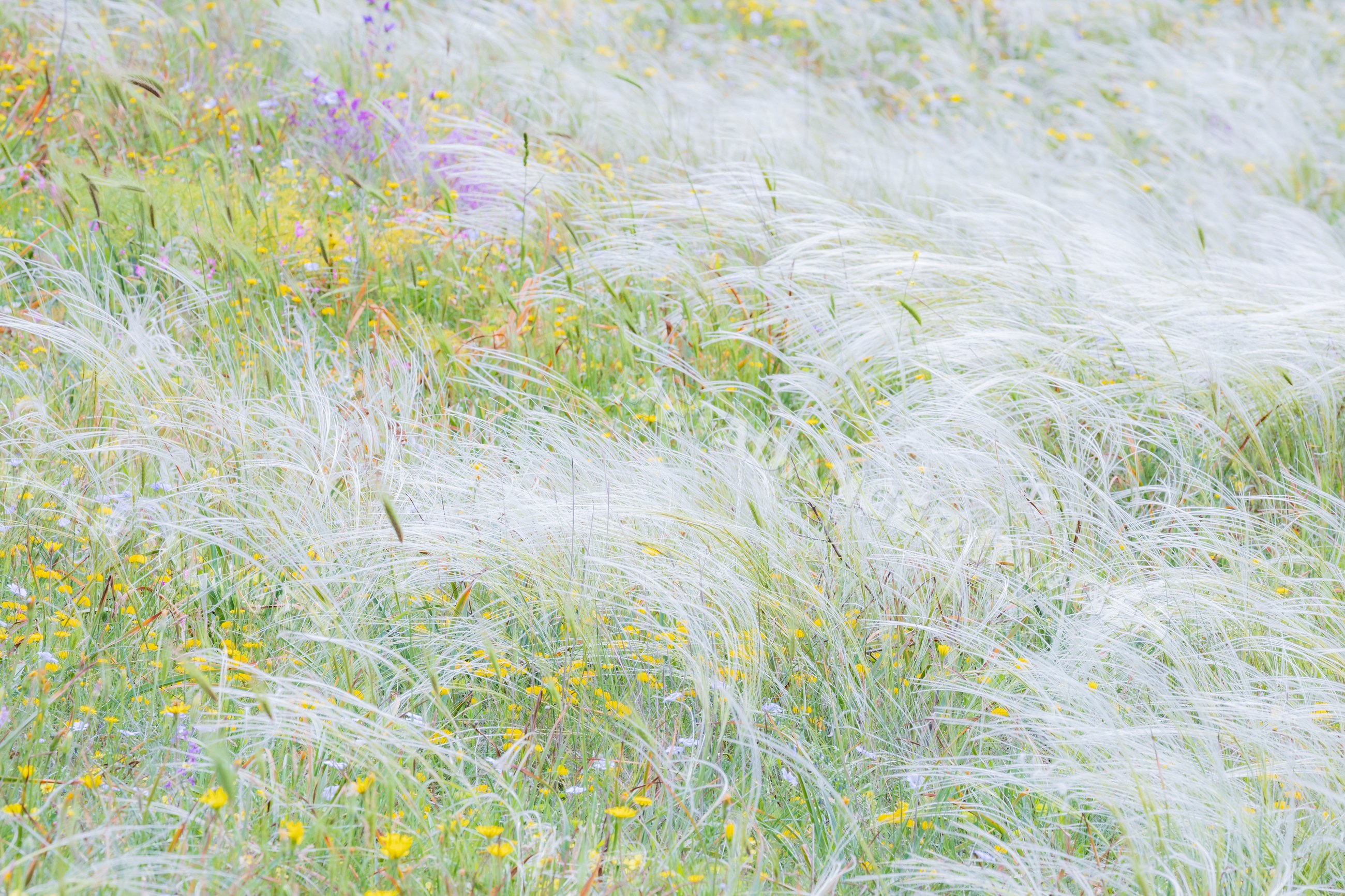European feather grass blowing in wildflower meadow in Italy