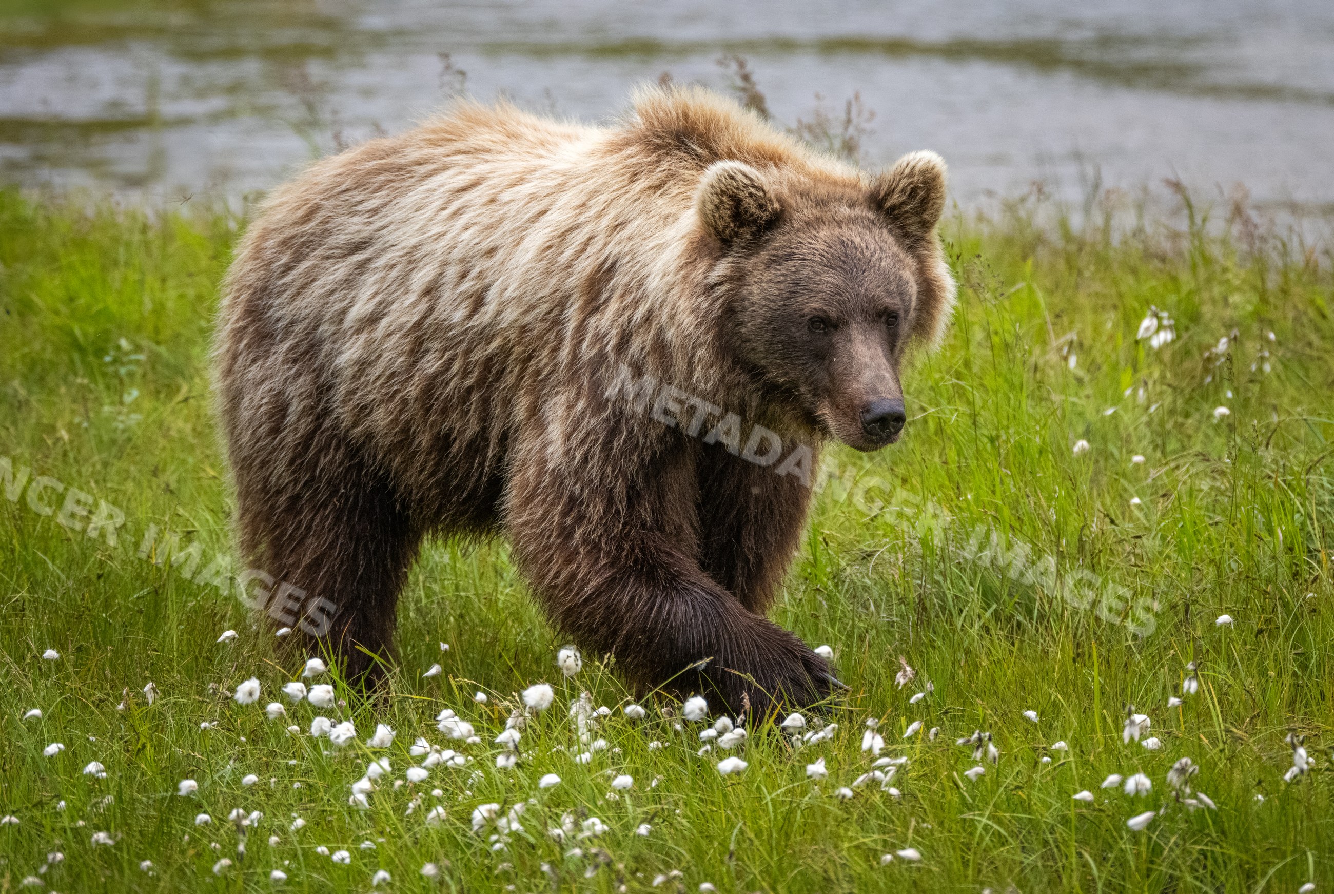 Alaskan Brown bear walking in grassy meadow at Katmai National Park Alaska