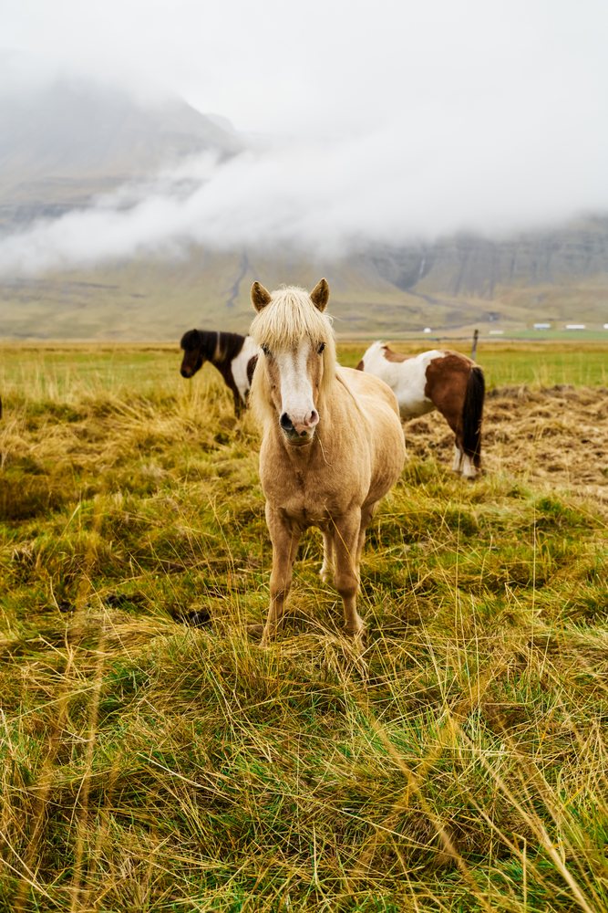 Horses grazing in a foggy grassy pasture