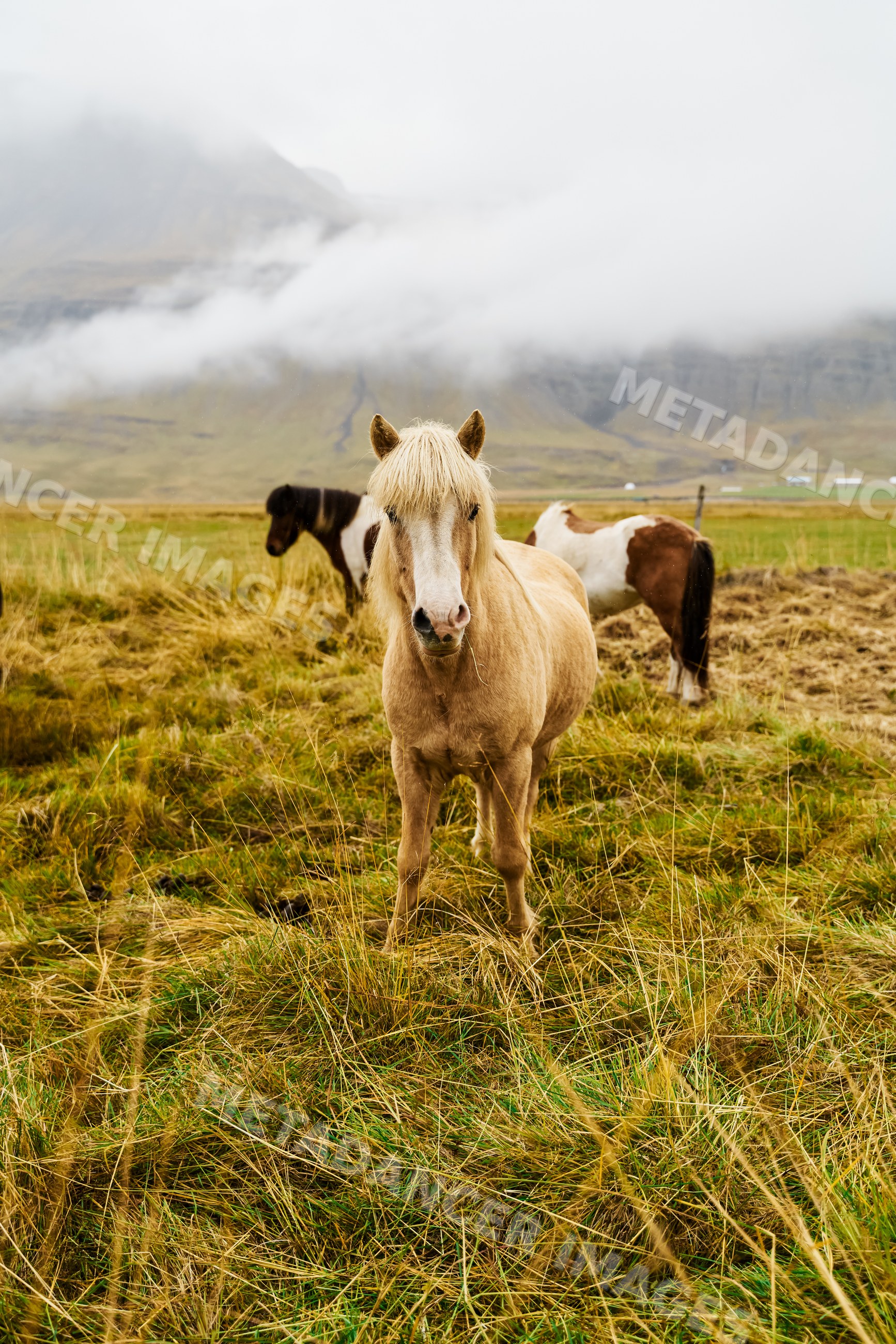 Horses grazing in a foggy grassy pasture